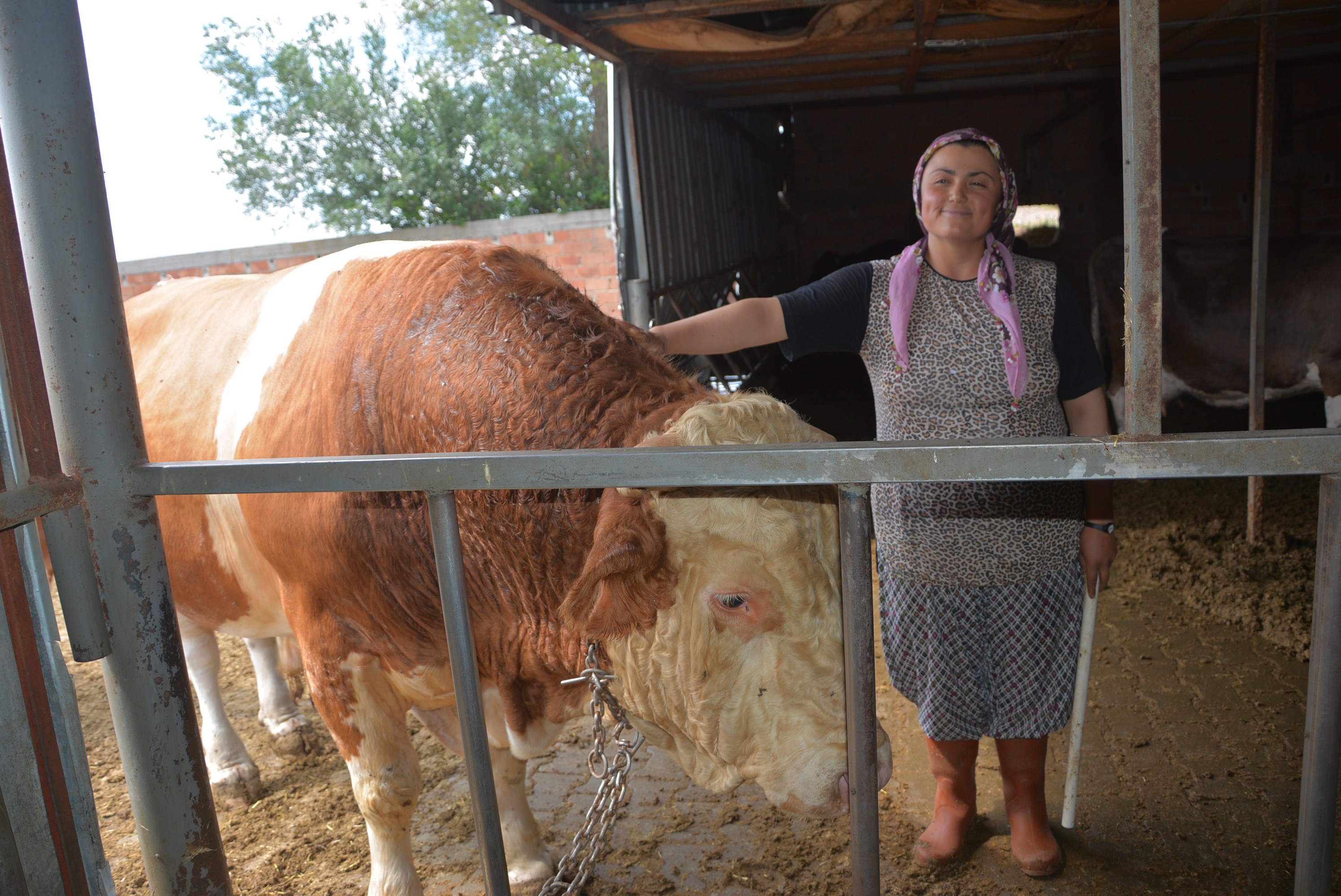 İri cüssesi nedeniyle Kurban Pazarı’na çıkarılamıyor