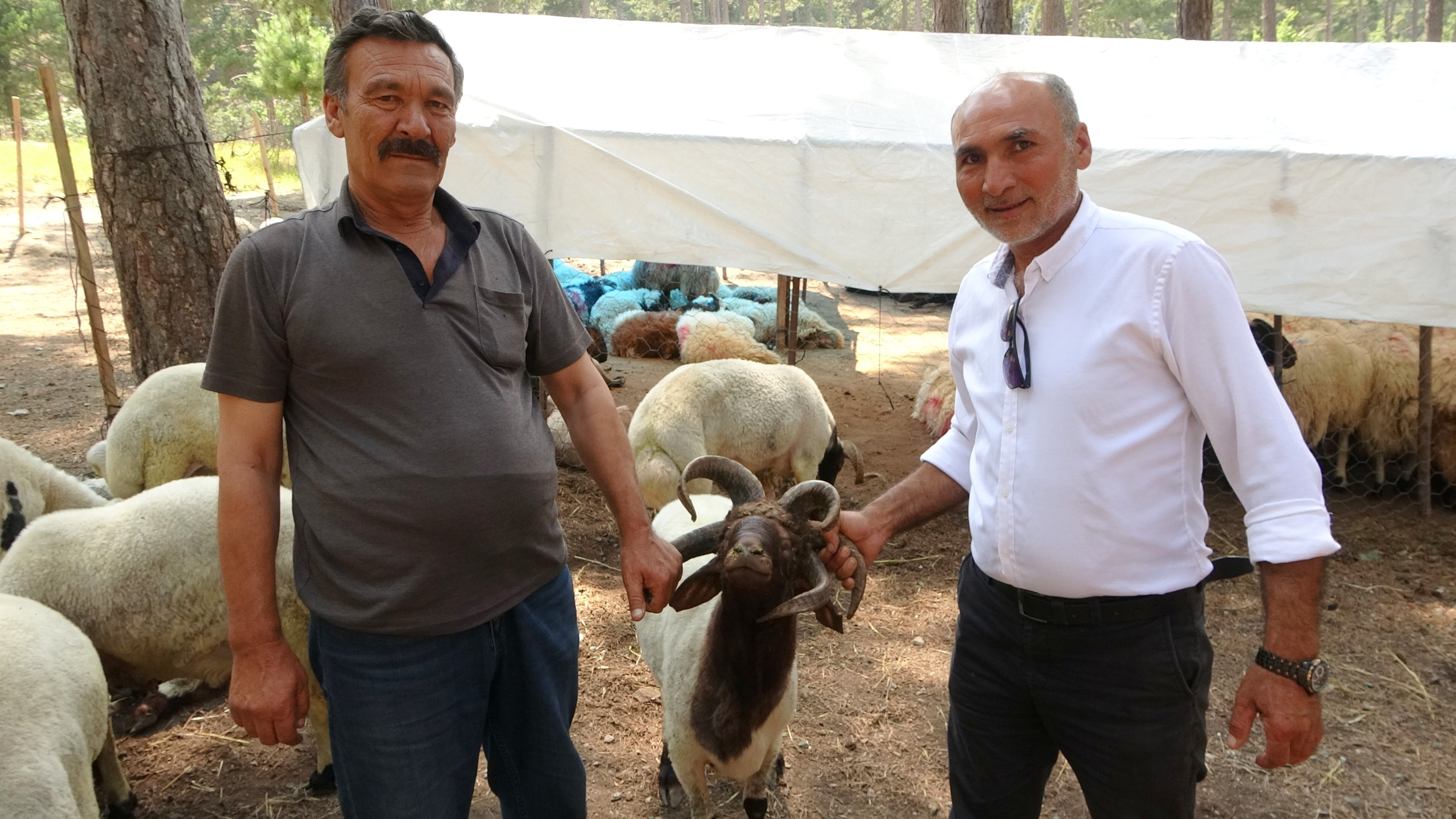 5 boynuzlu kurbanlık koç alıcısını bekliyor