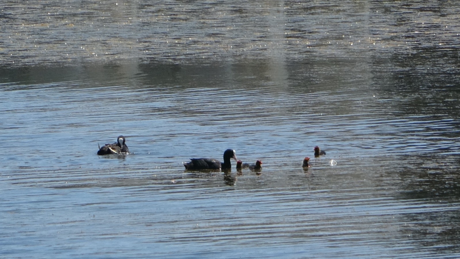 Doğa harikası Titreyengöl yok olma tehlikesiyle karşı karşıya