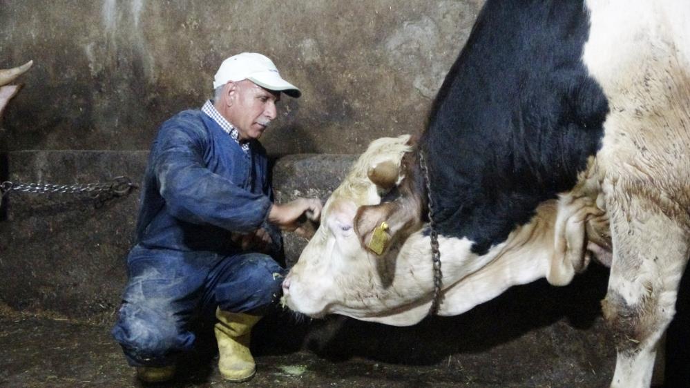 Muş’tan Batı illerine kurbanlık sevkiyatı başladı