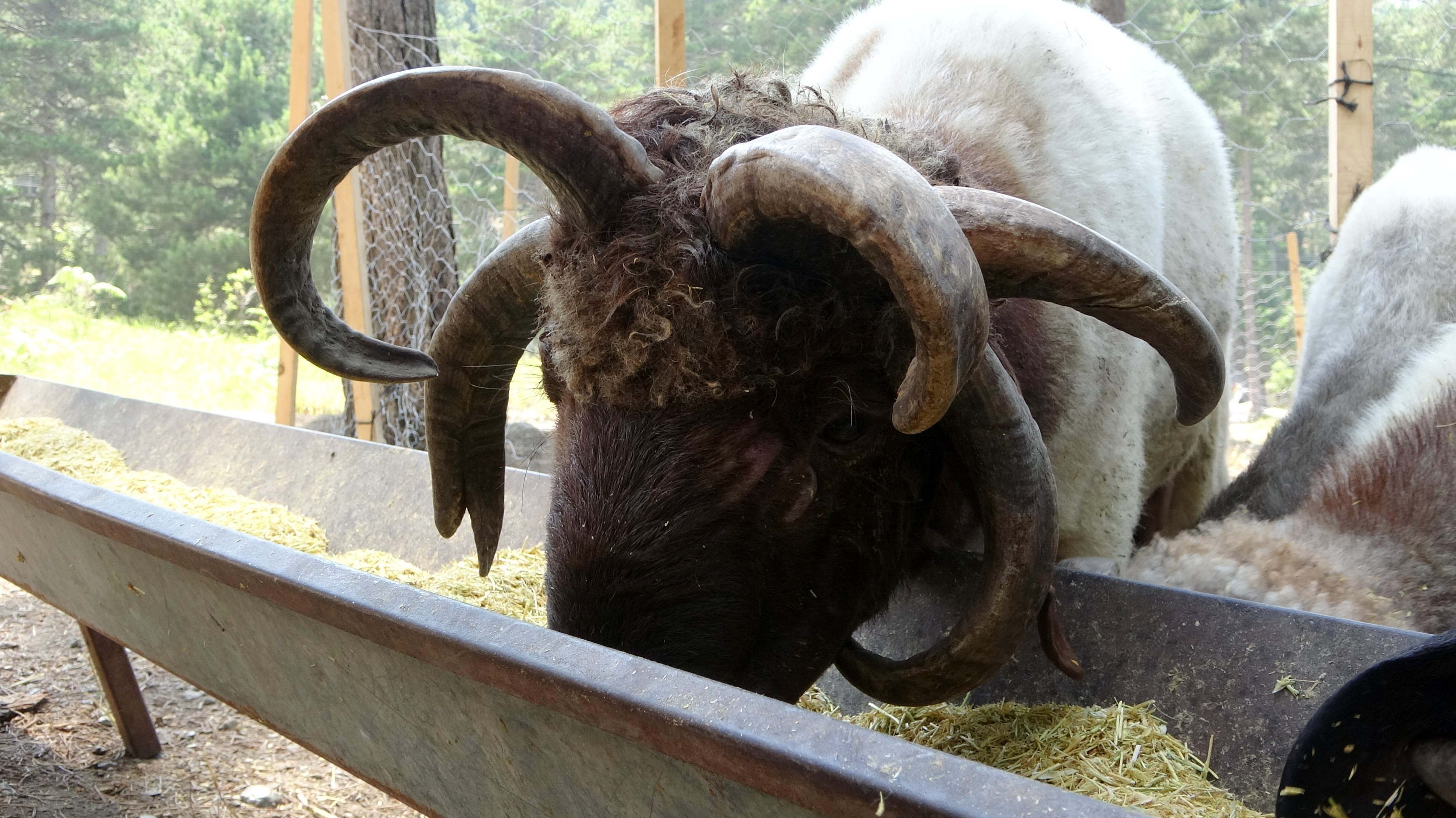 5 boynuzlu kurbanlık koç alıcısını bekliyor