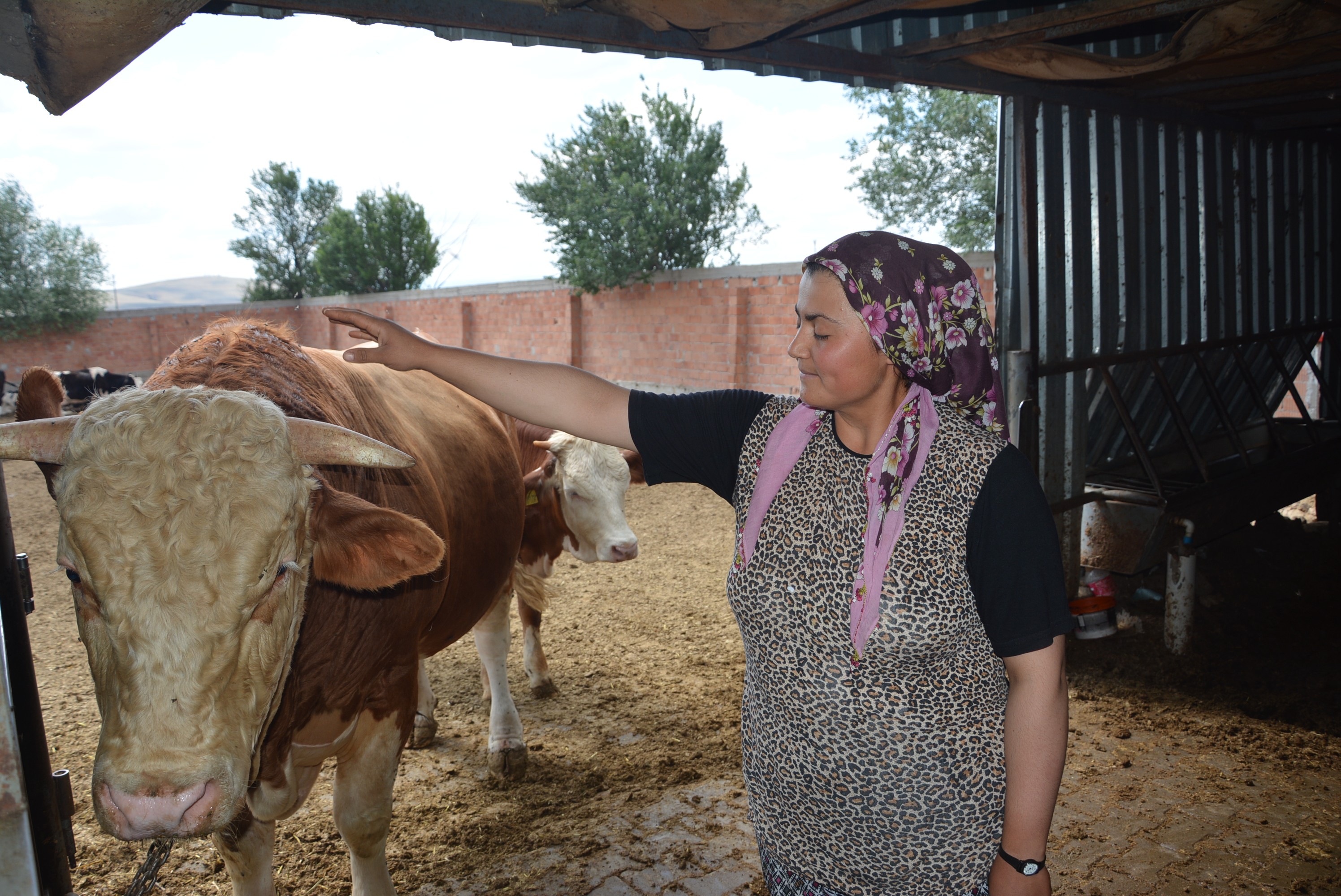 İri cüssesi nedeniyle Kurban Pazarı’na çıkarılamıyor