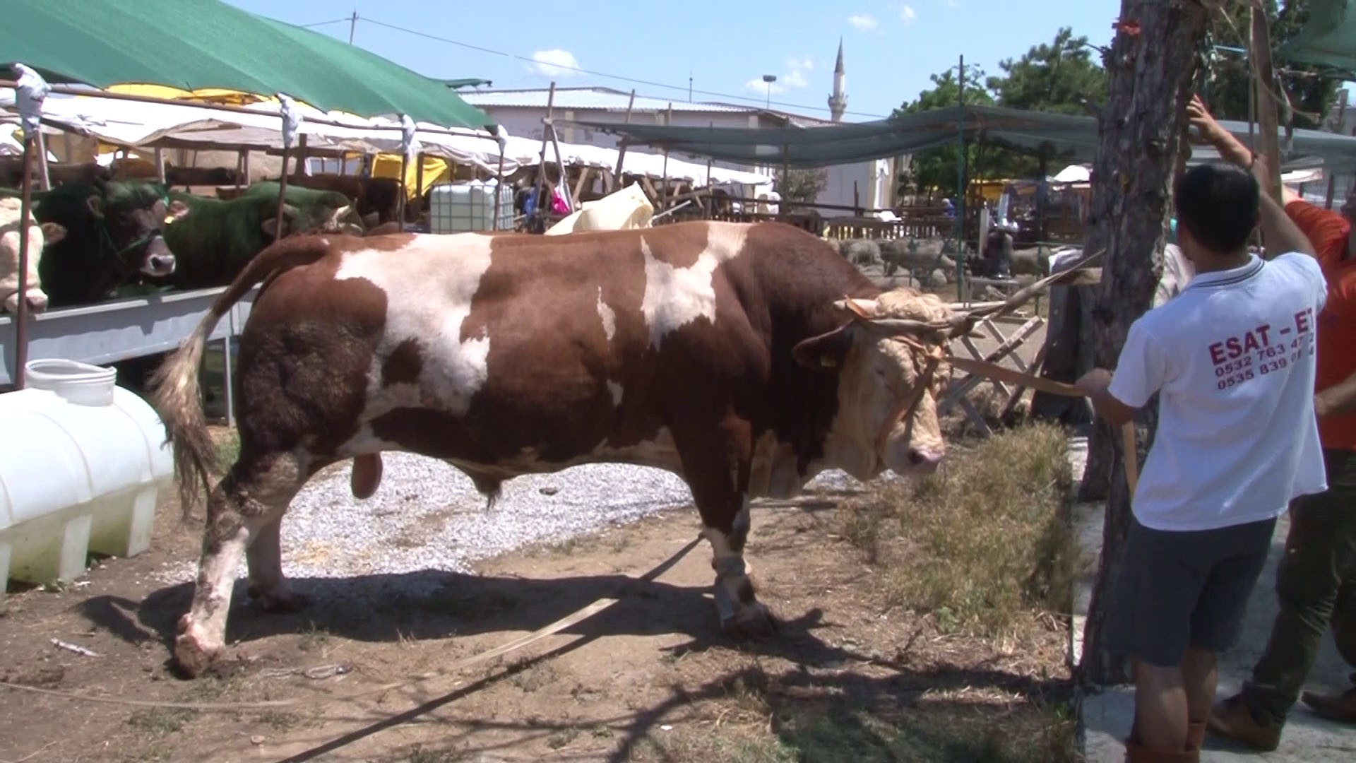 Tuzla'daki kurban pazarının gözdesi 1.5 tonluk 'Minik' alıcısını bekliyor