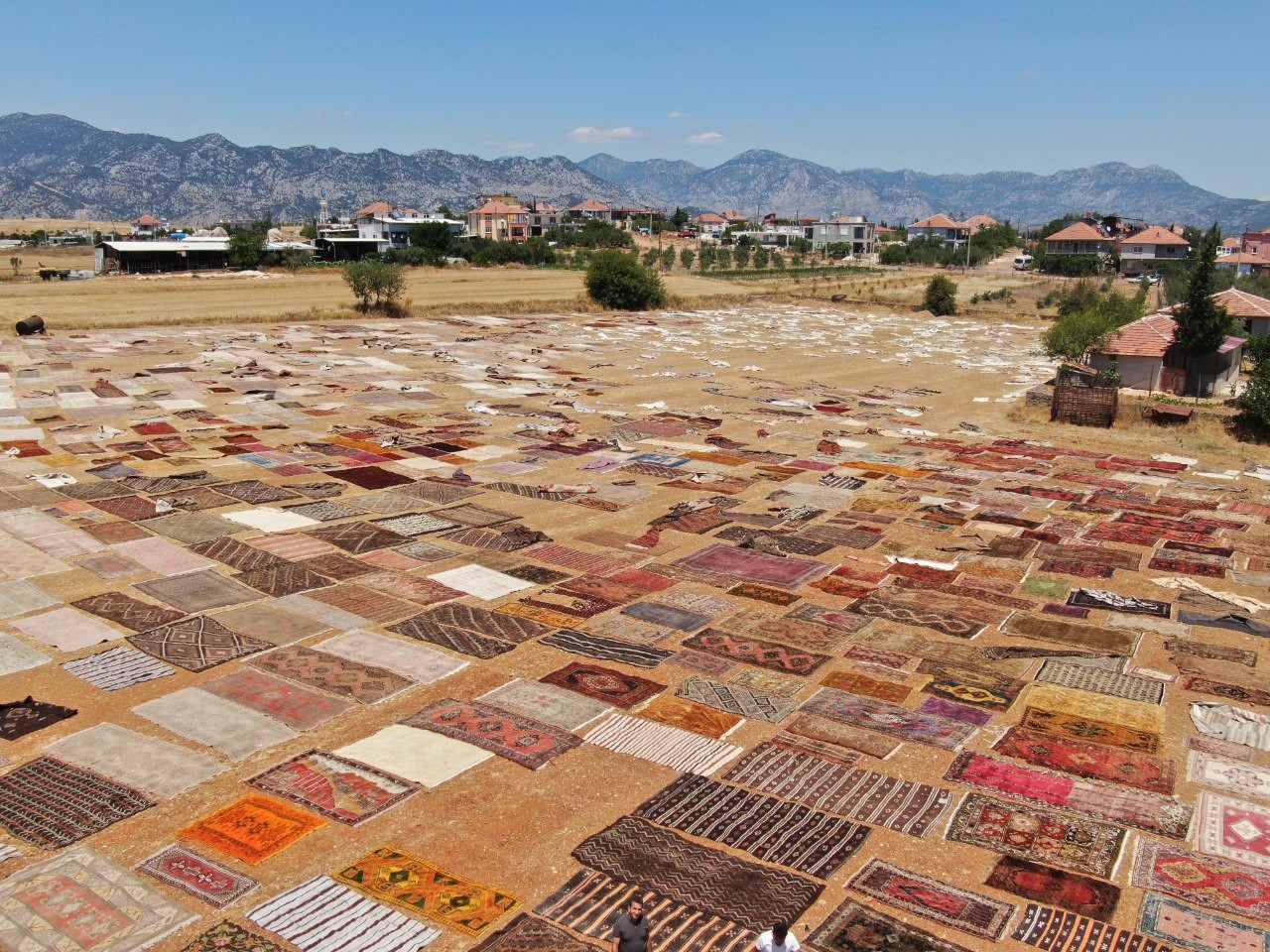 Antalya’da buğday tarlalarında ‘halı mevsimi’ başladı