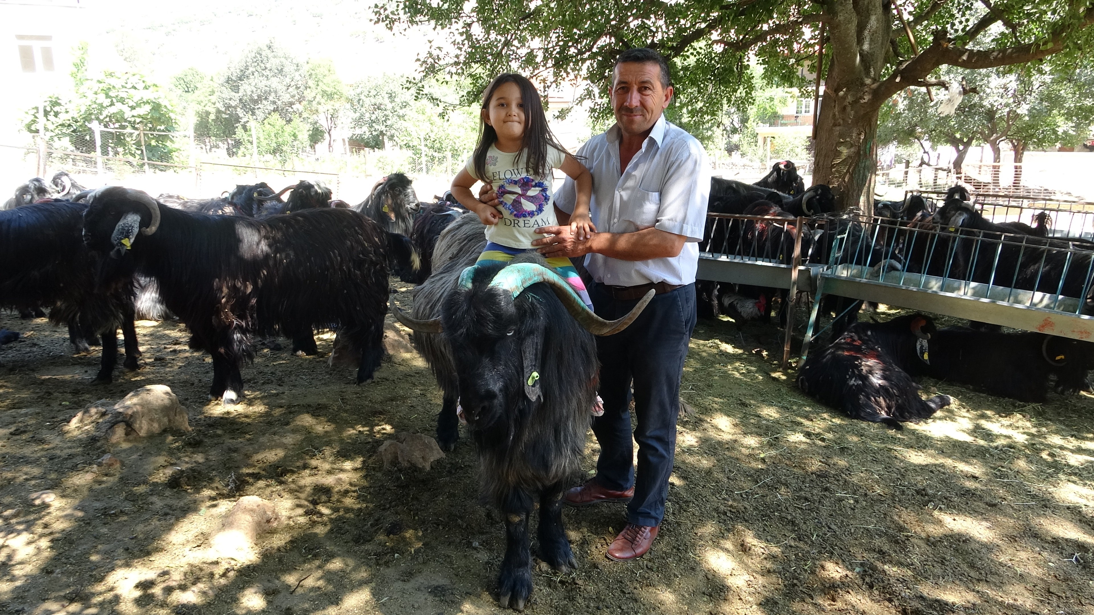 Isparta’da 169 kiloluk kurbanlık teke 5 bin liradan alıcısını bekliyor