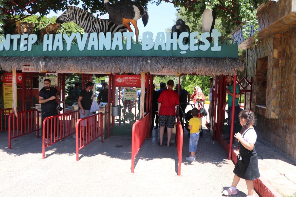 Hayvanat bahçesinde aslan kafesinden kaçtı: 1 yaralı