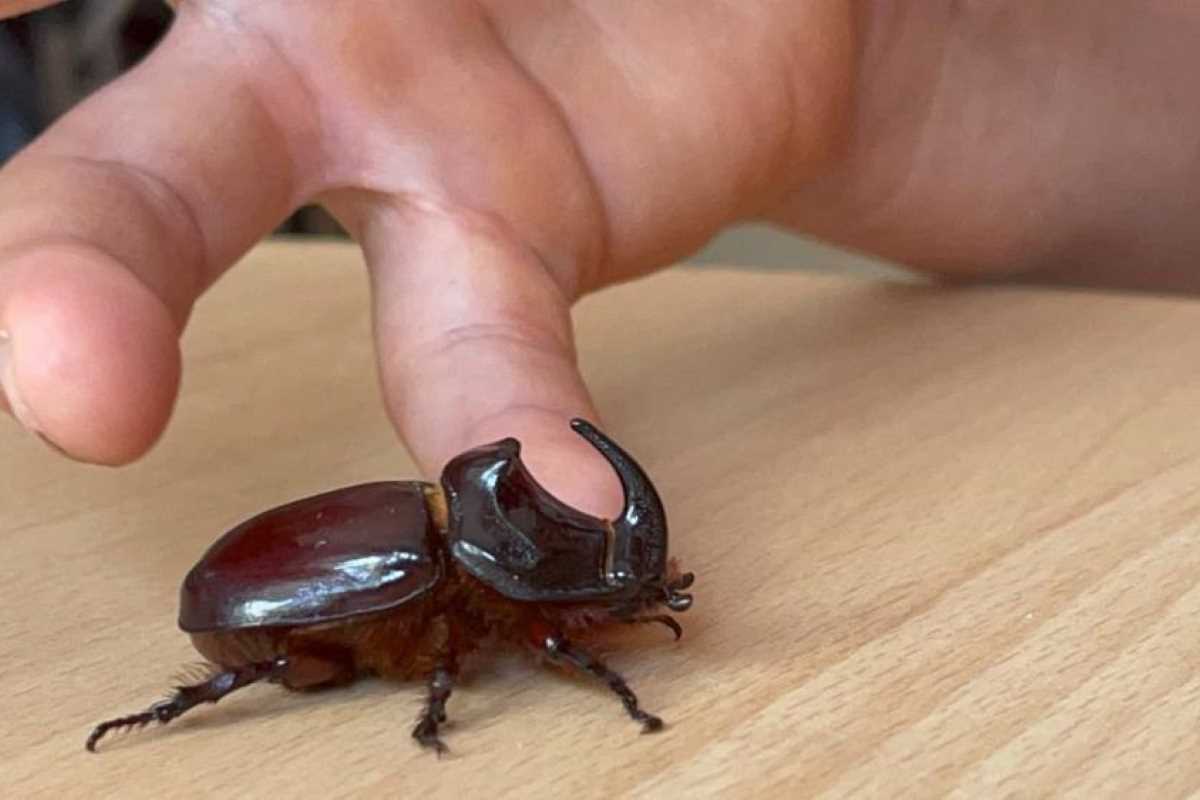 Boynuzlu gergedan böceğine gözü gibi bakıyor