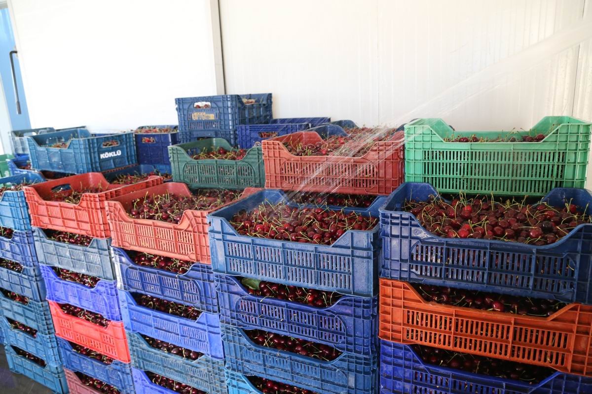 Geç hasat kiraz, dünyanın dört bir yanında rağbet görüyor