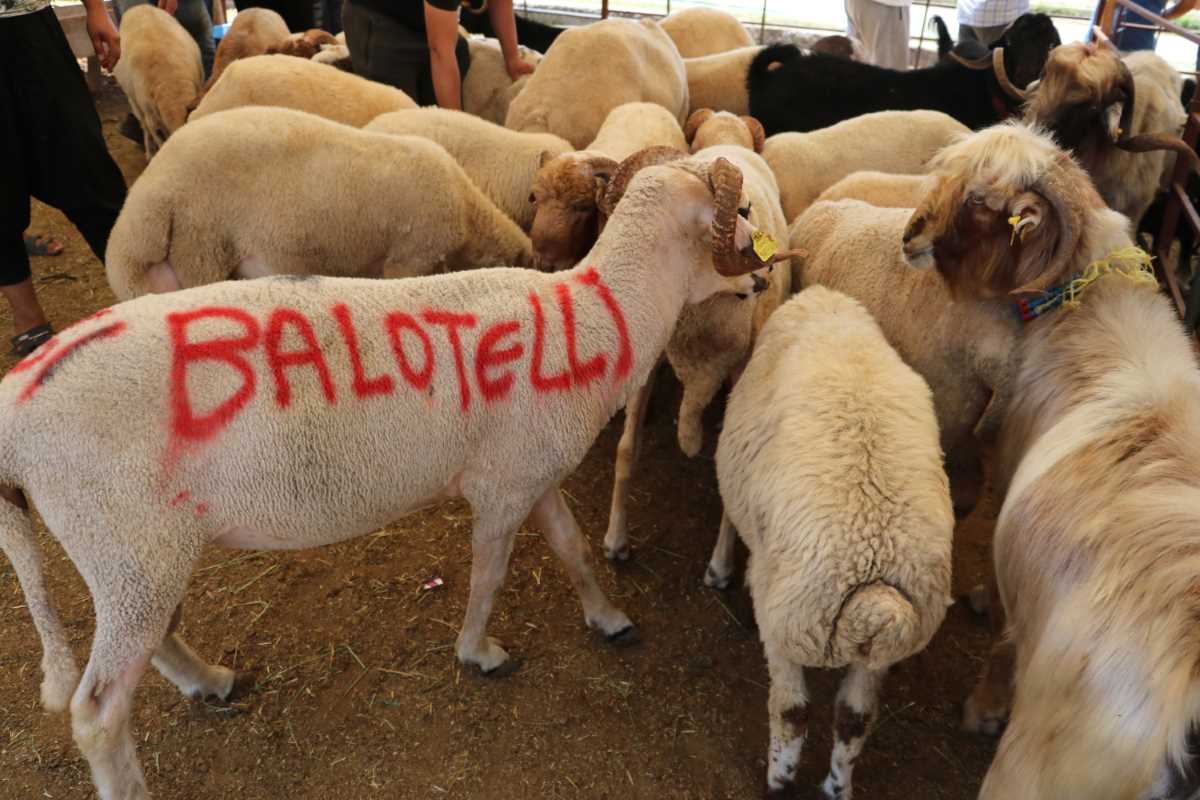 ‘Balotelli’ 2 bin 400 liraya satıldı