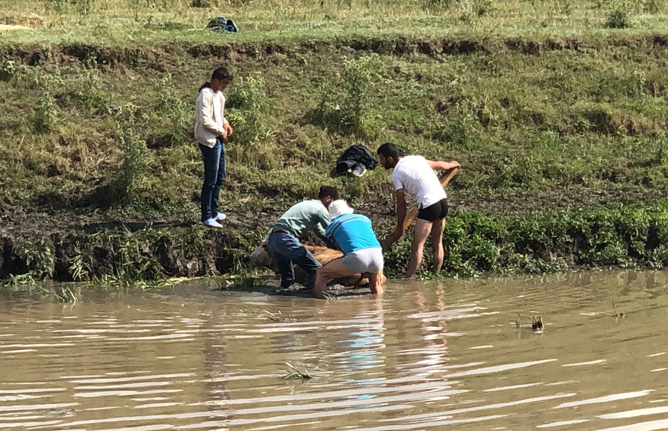 Kars’ta bataklığa saplanan ineği vatandaşlar kurtardı