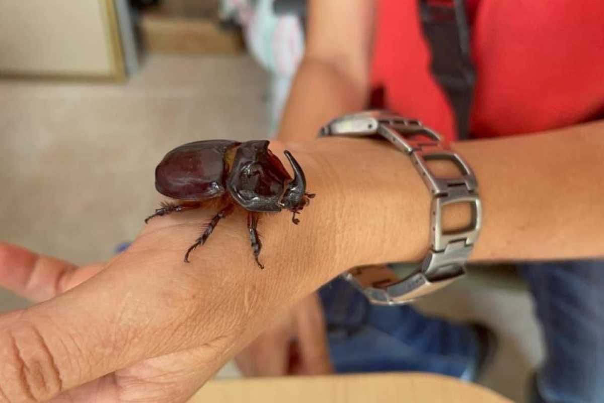 Boynuzlu gergedan böceğine gözü gibi bakıyor