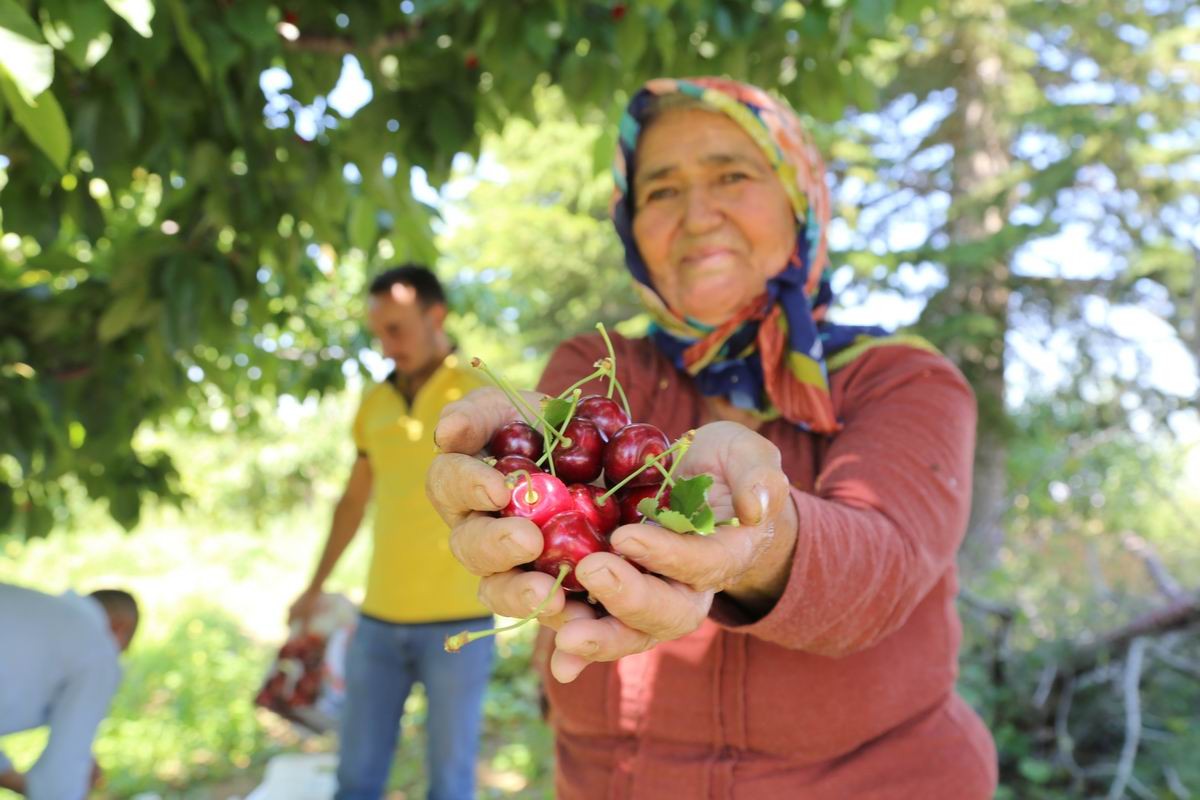 Geç hasat kiraz, dünyanın dört bir yanında rağbet görüyor