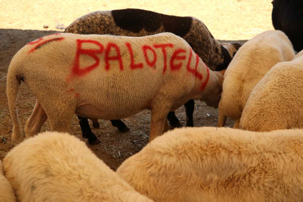 ‘Balotelli’ 2 bin 400 liraya satıldı