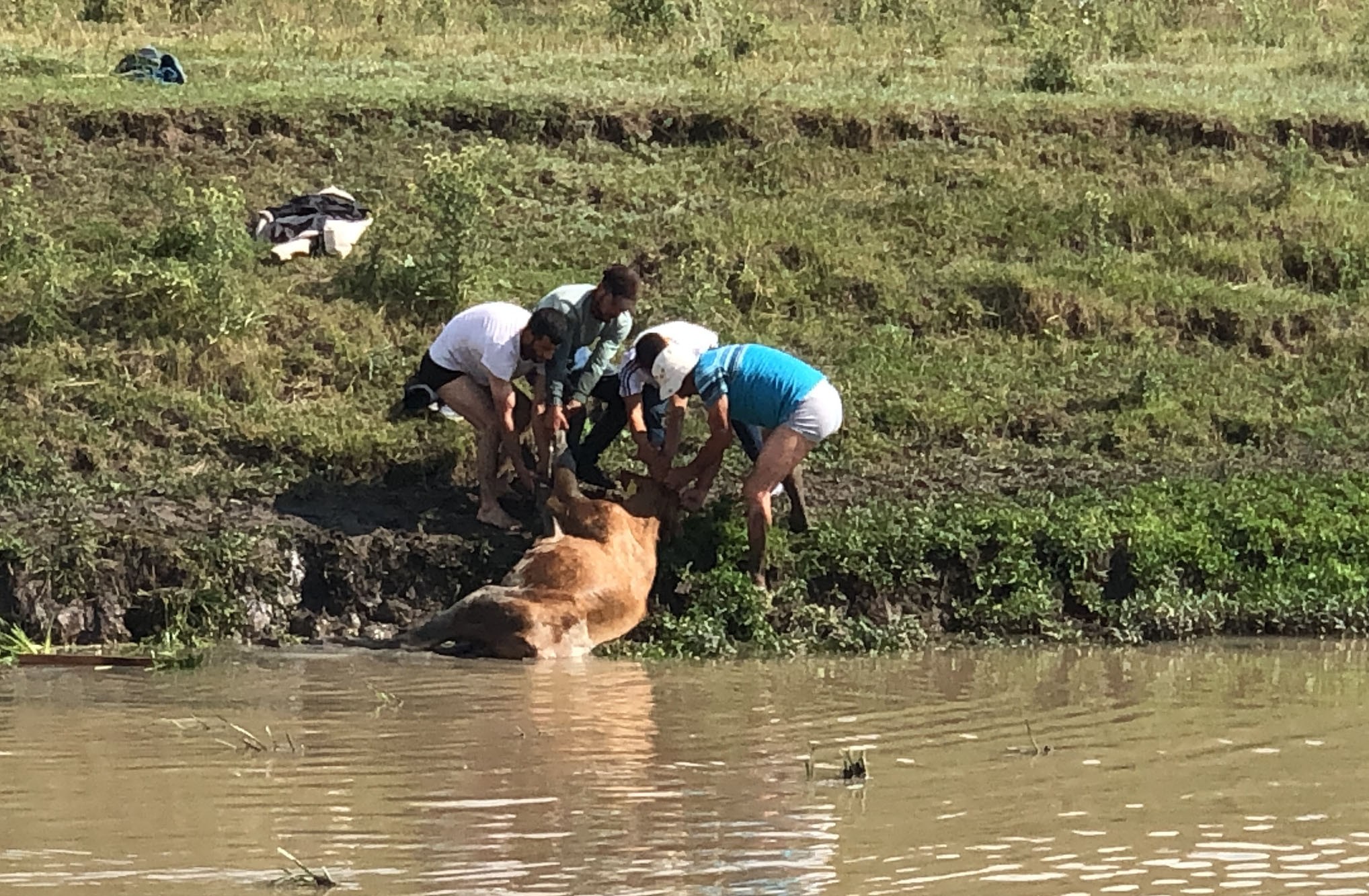 Kars’ta bataklığa saplanan ineği vatandaşlar kurtardı