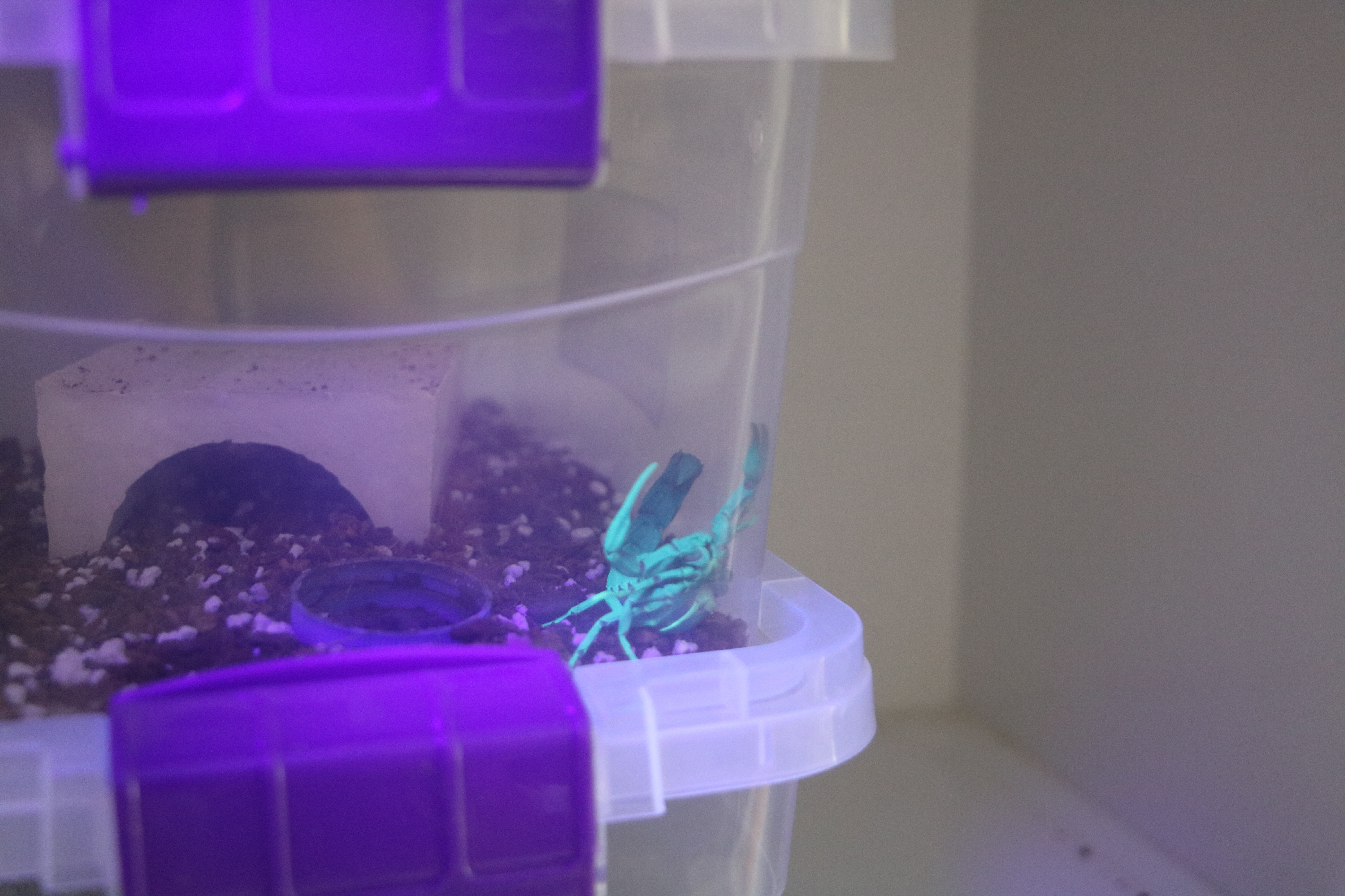 300 akreple başladı, hedefi yurt dışına zehir satmak