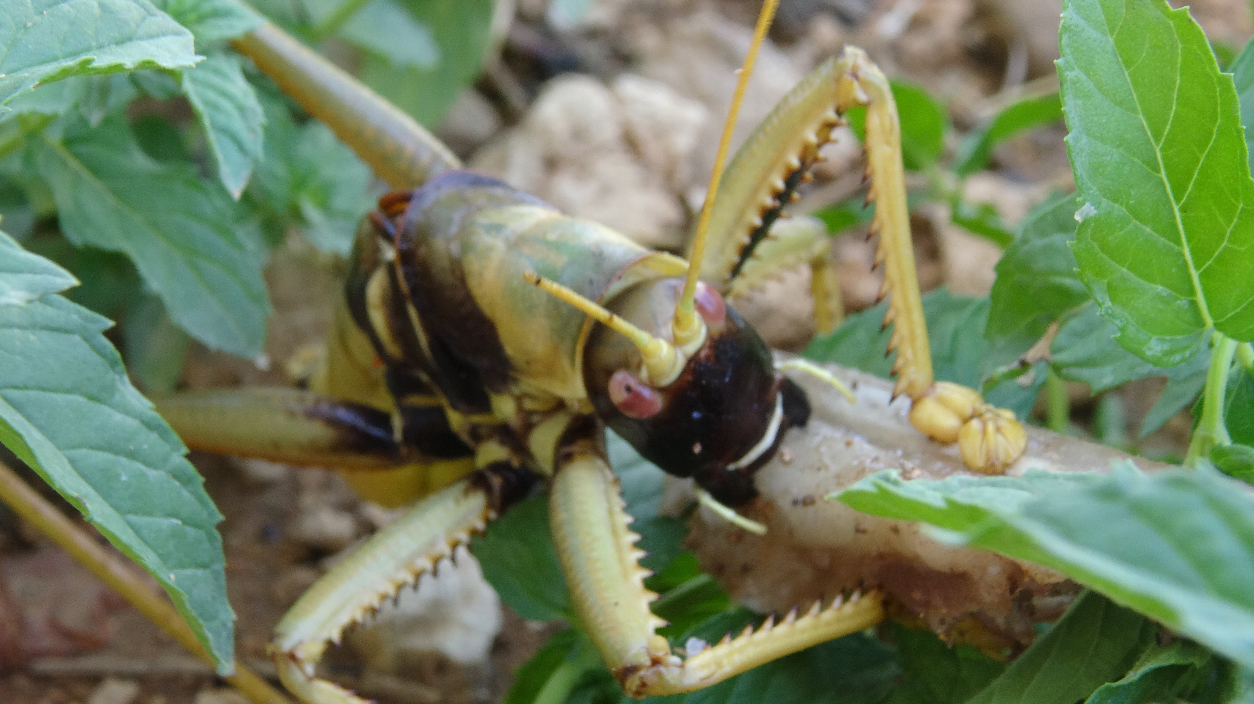 Et yiyen dev çekirge görenleri hayretler içinde bıraktı