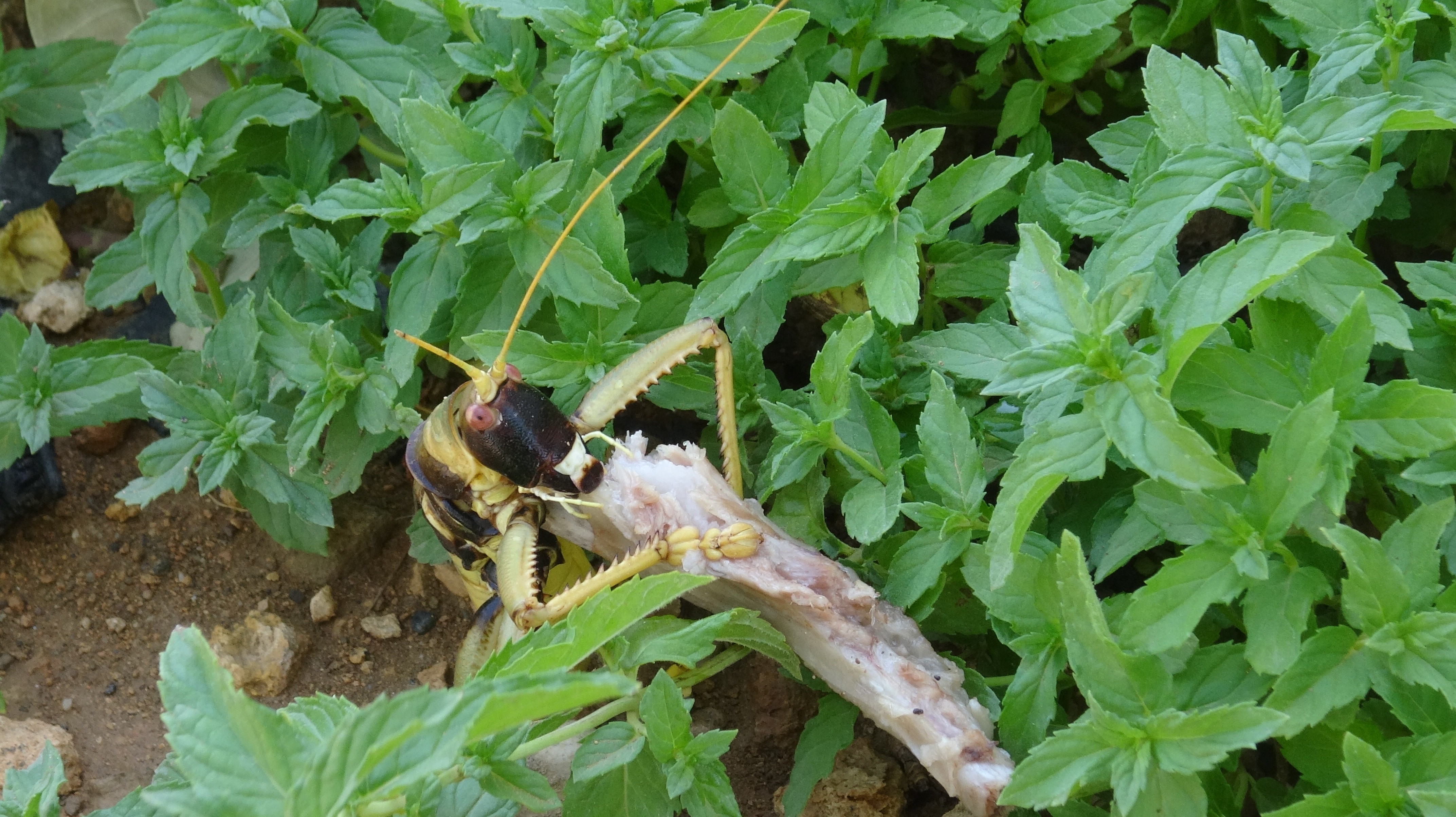 Et yiyen dev çekirge görenleri hayretler içinde bıraktı