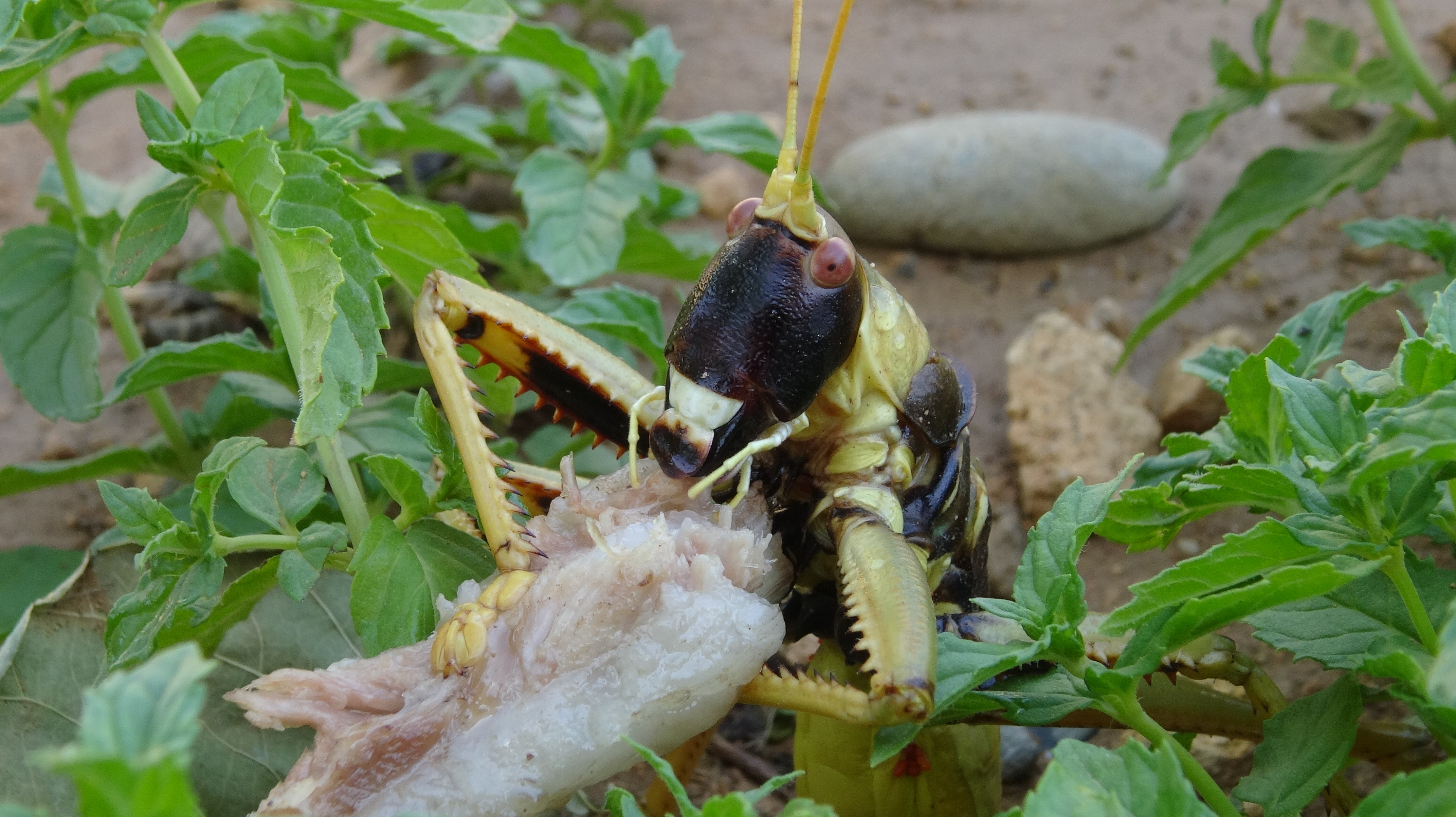 Et yiyen dev çekirge görenleri hayretler içinde bıraktı