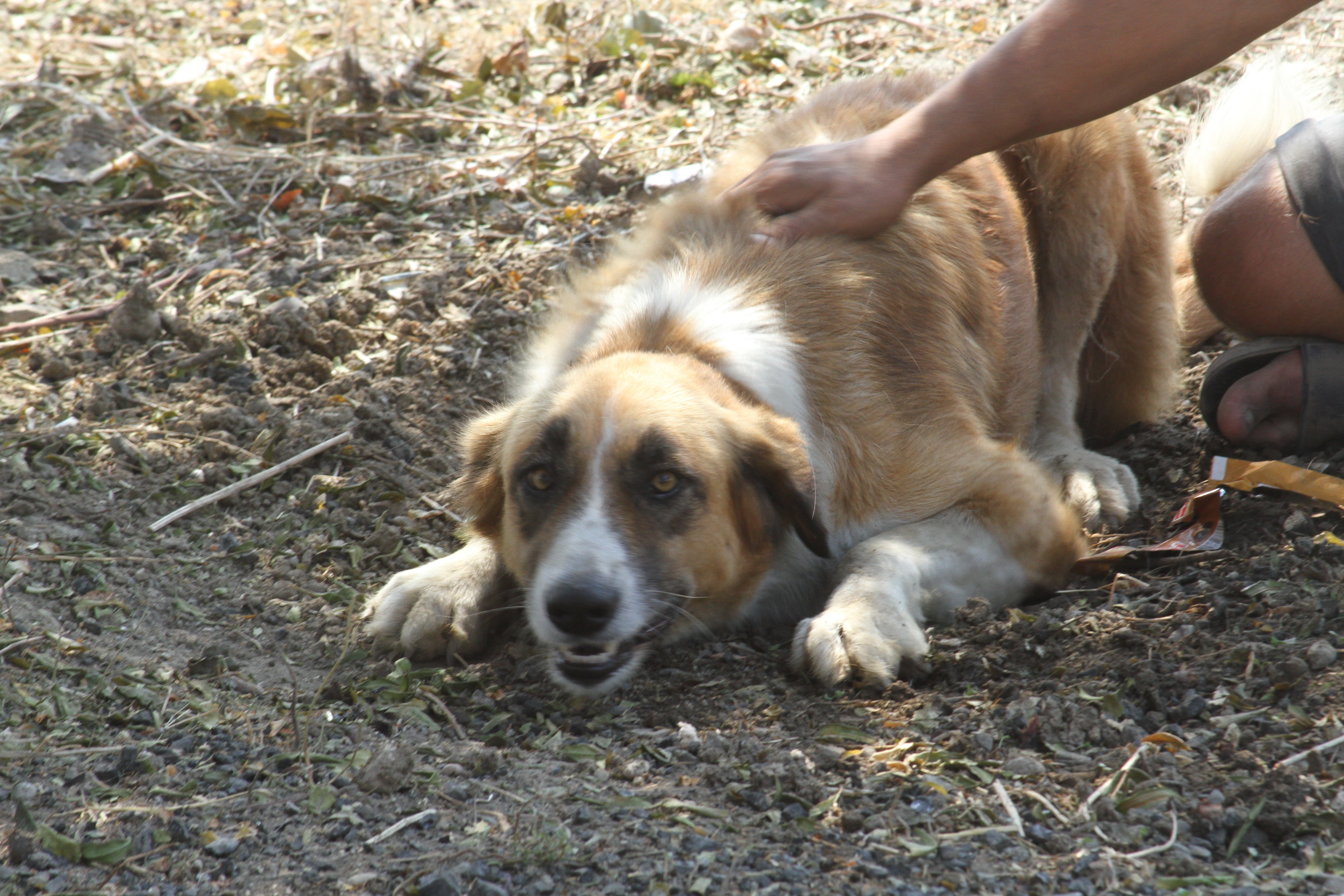 Yangında kaybolan köpeği 4 gün sonra geri geldi, gözlerine inanamadı