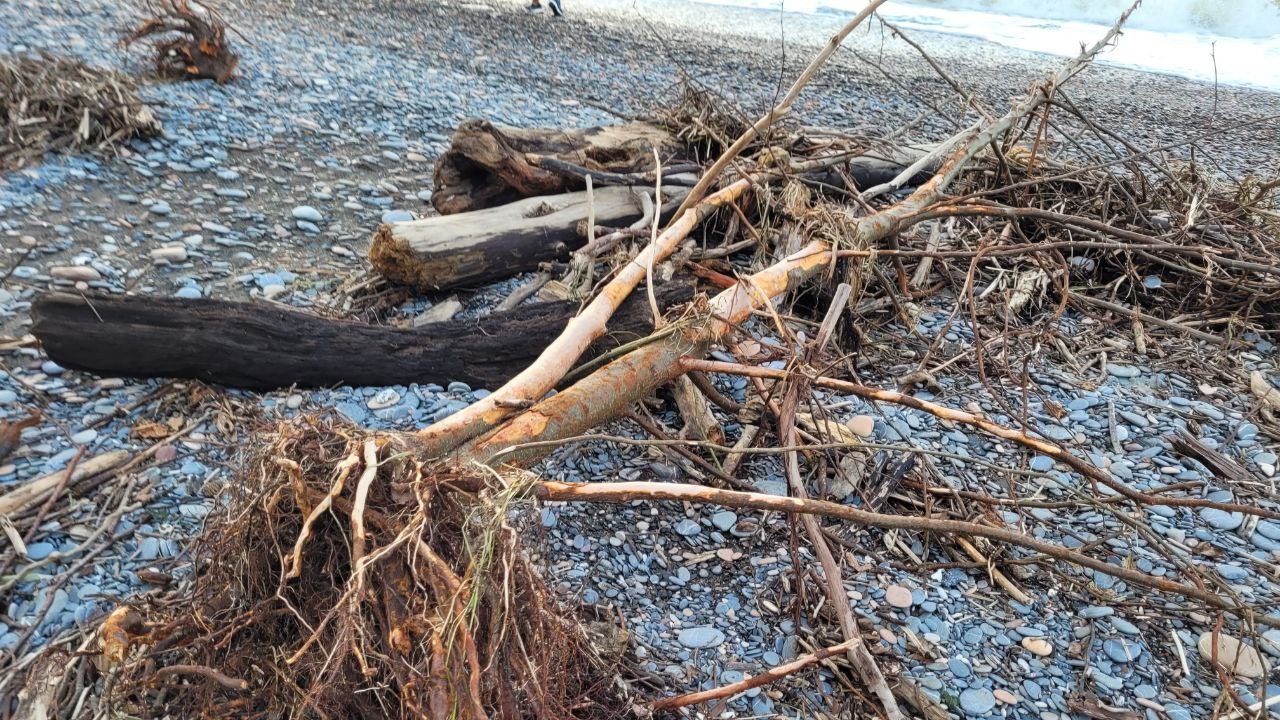 Selin etkili olduğu Kastamonu’da sahile vuran odunları vatandaşlar topluyor