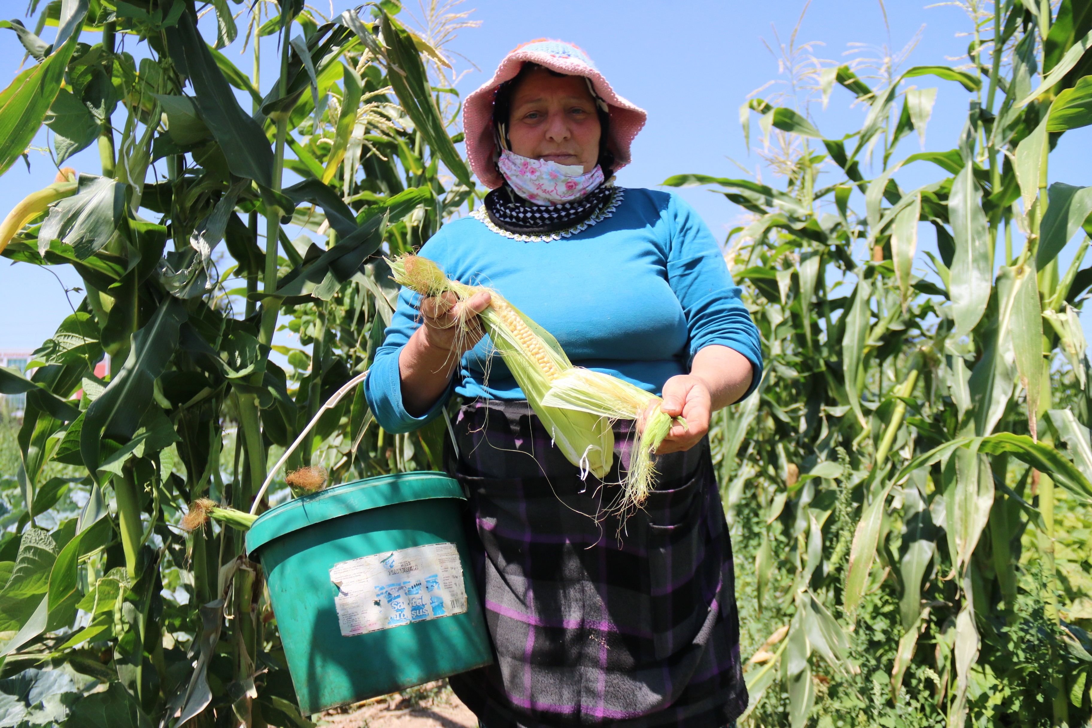 Eskişehir’in yeni gözdesi: 'Karadeniz Mısırı'