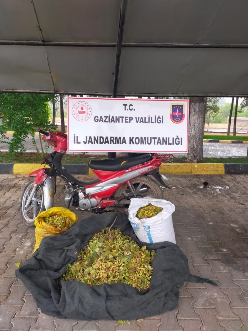 Jandarma, 150 kilo Antep fıstığı çalan hırsızları suçüstü yakaladı