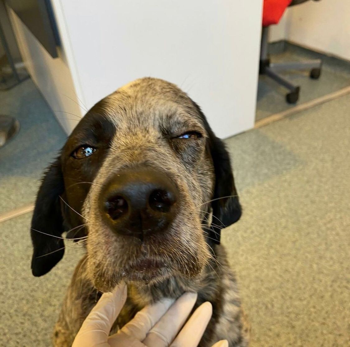 Ataşehir'de gözü dönen saldırgan köpeği sopa ile dövdü