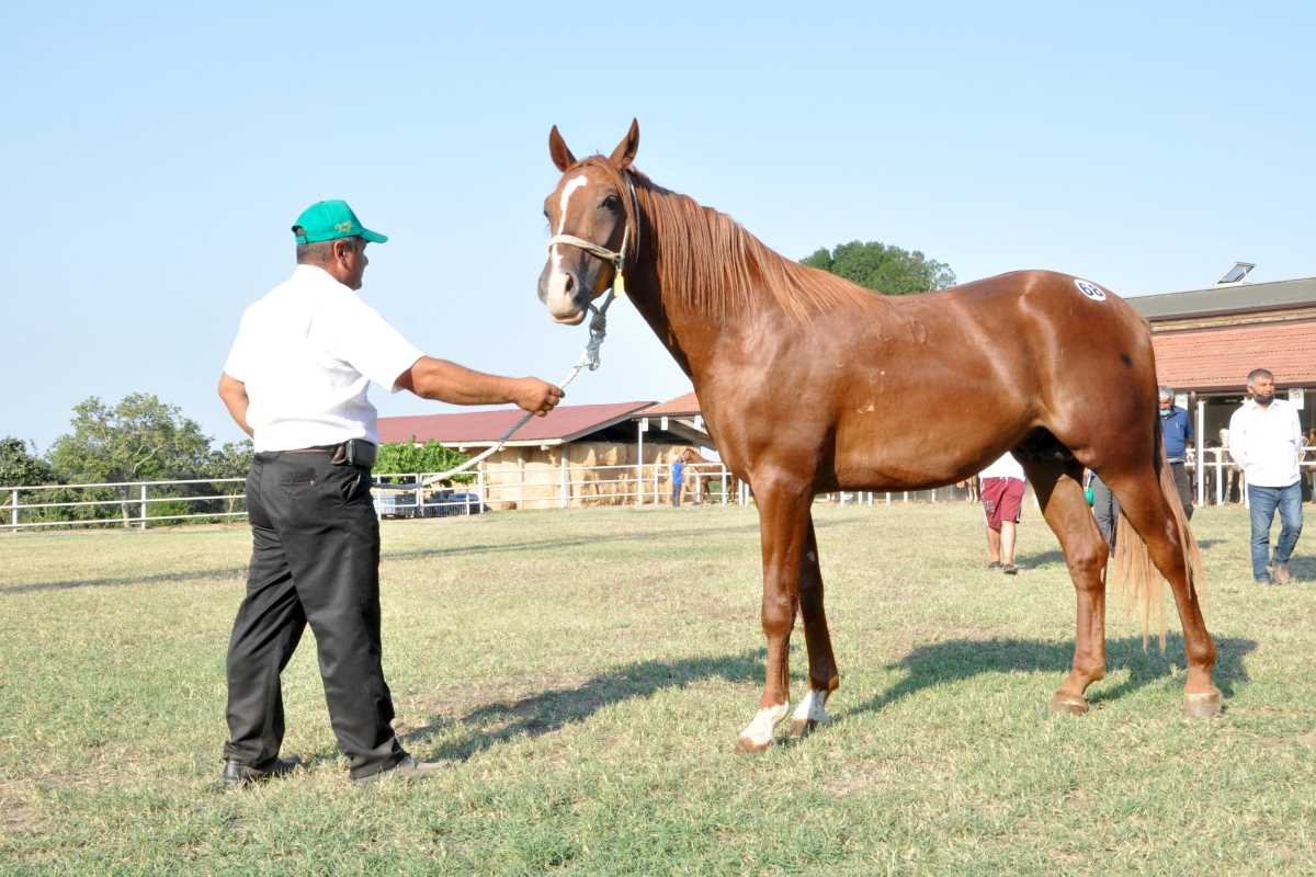 TİGEM tay satışından 8 milyon 541 bin liralık gelir elde etti
