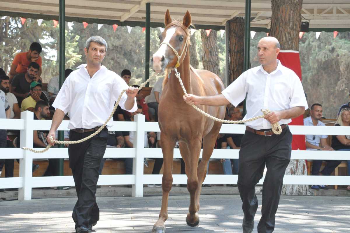 TİGEM tay satışından 8 milyon 541 bin liralık gelir elde etti