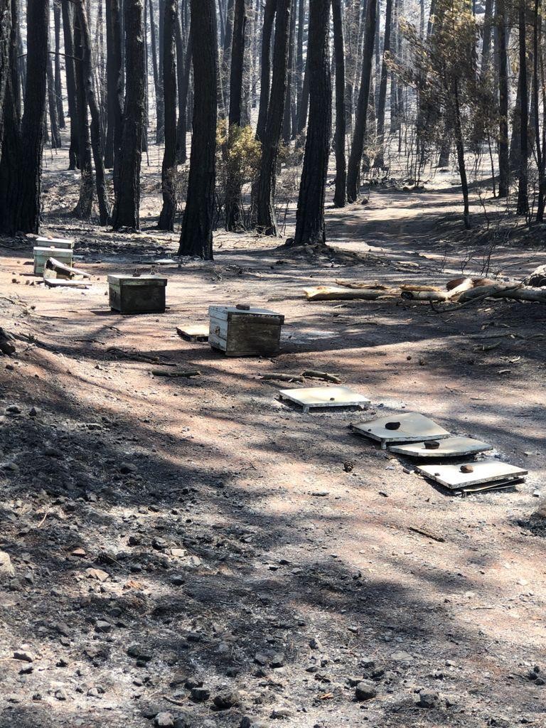 Ülke genelindeki orman yangınları arıları ve arıcılığı tehdit ediyor