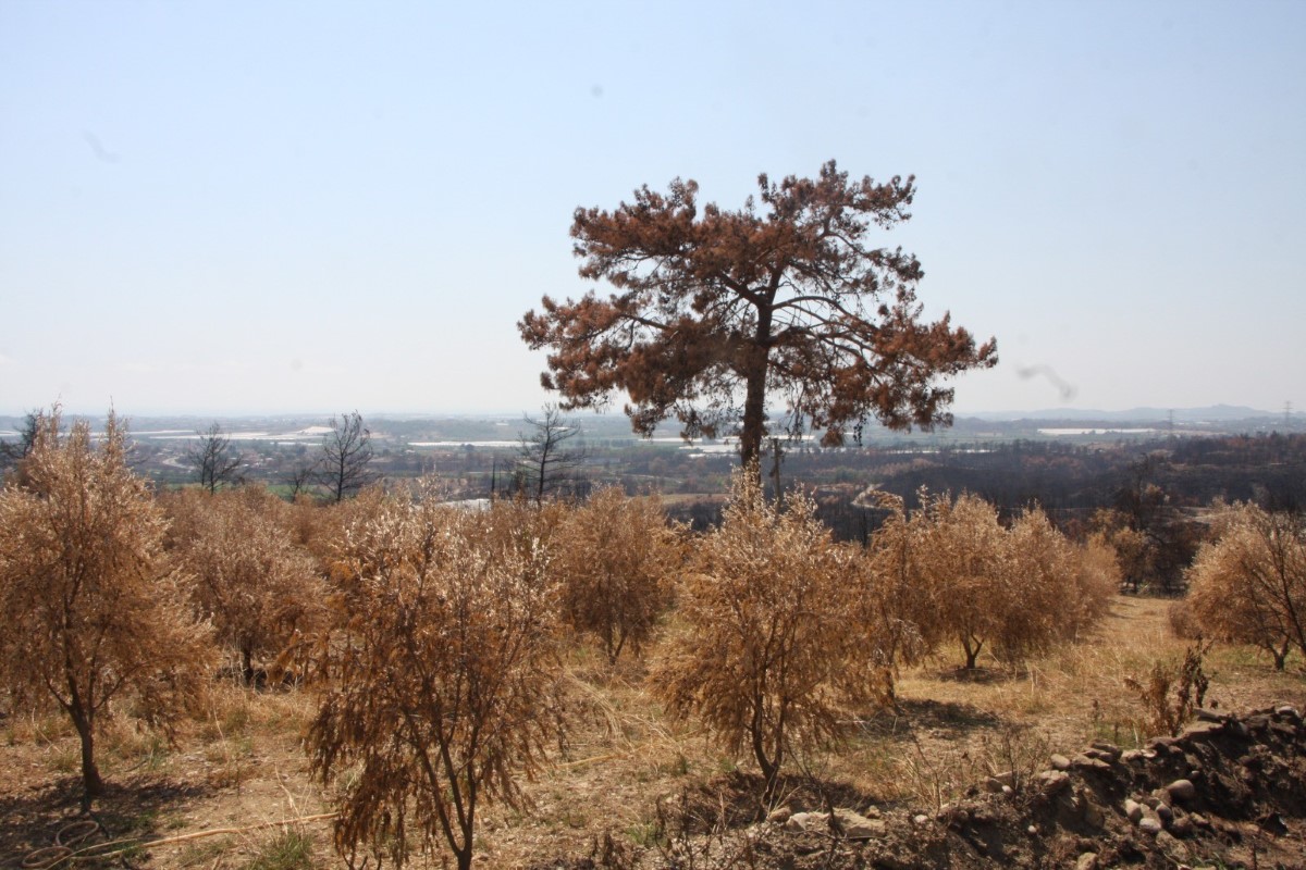 Manavgat orman yangınında 18 bin dönüm zeytin ağacı yandı