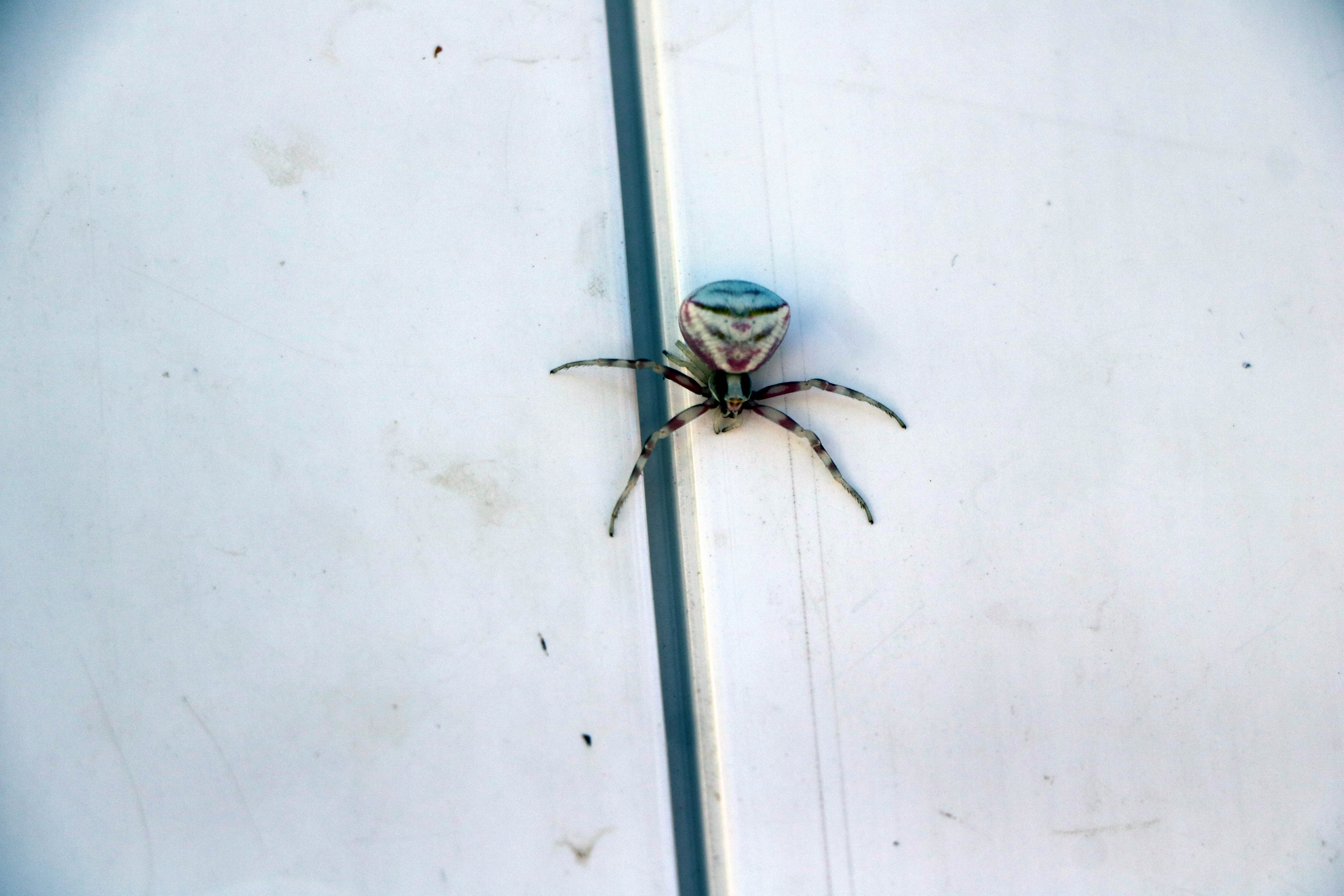 Yozgat’ta insan yüzlü örümcek görüntülendi