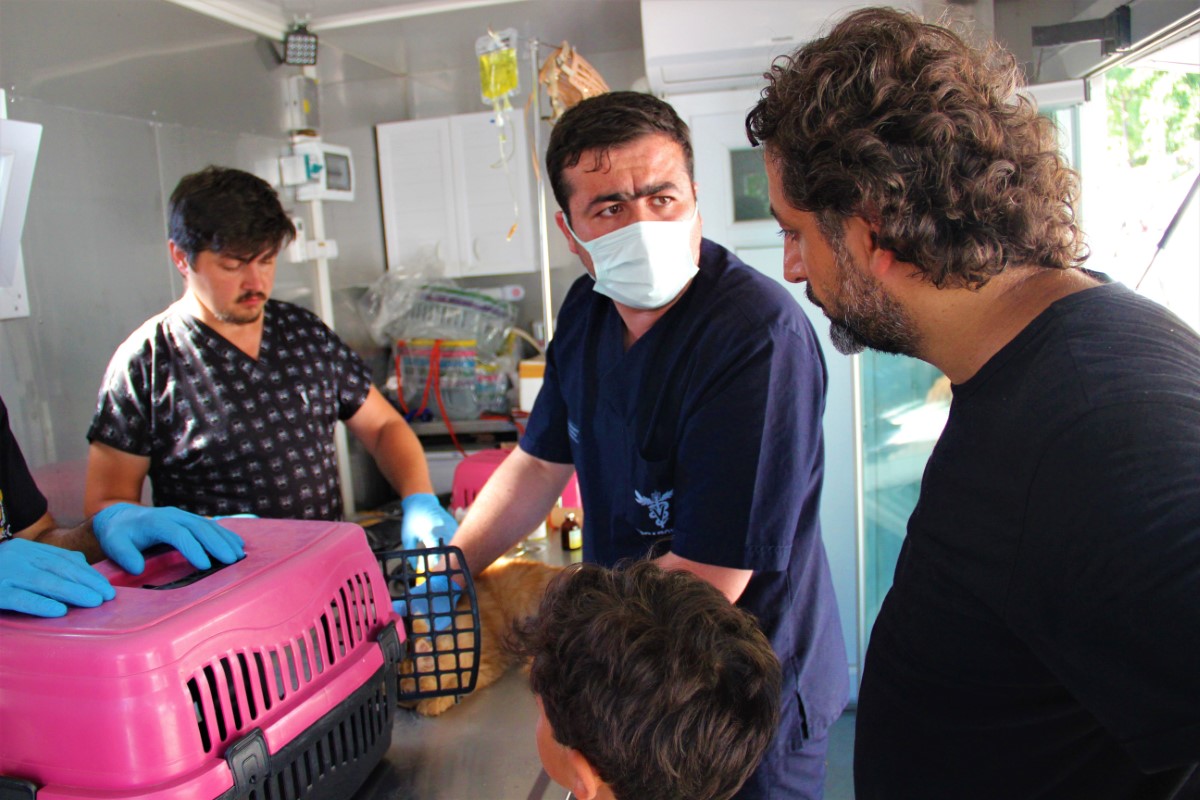 Sel bölgesinde zarar gören dilsiz canlar böyle tedavi ediliyor