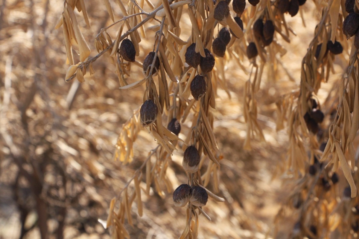 Manavgat orman yangınında 18 bin dönüm zeytin ağacı yandı