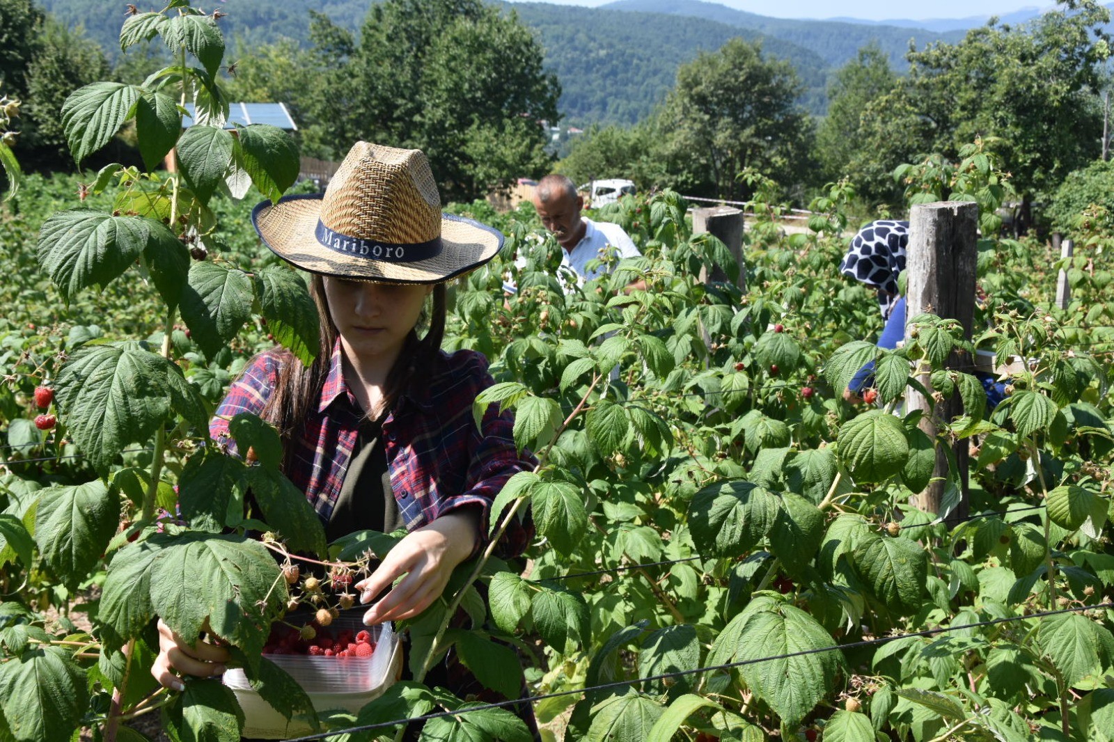 Bu ahududunun kilosu 45 lira