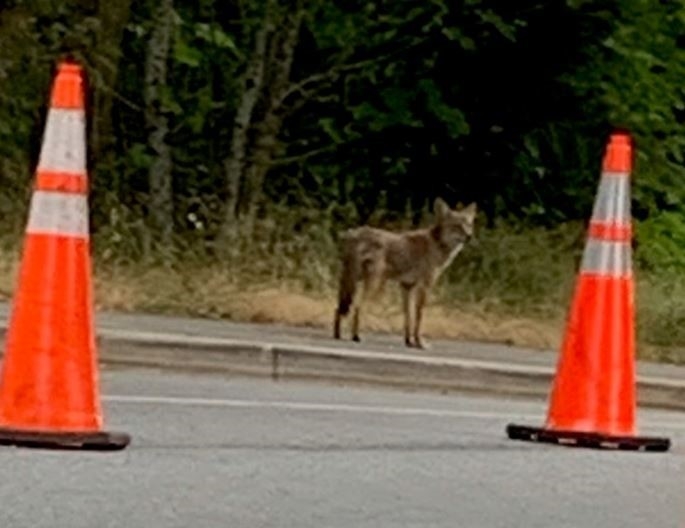 Kanada’da çakal saldırıları parkı kapattırdı