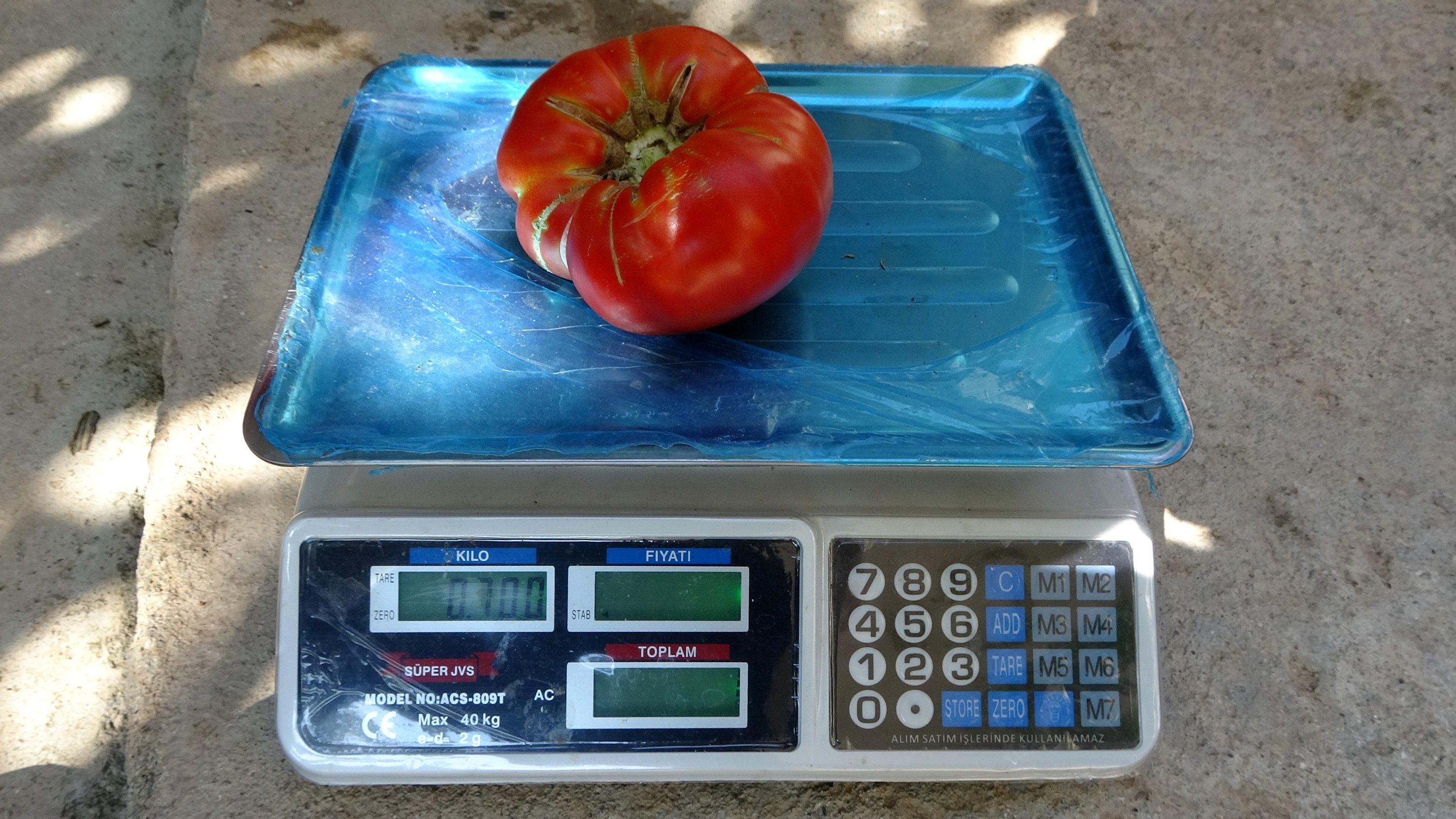 Tanesi ortalama 1 kilo geliyor, bu domatesler ağırlıklarıyla dikkat çekiyor