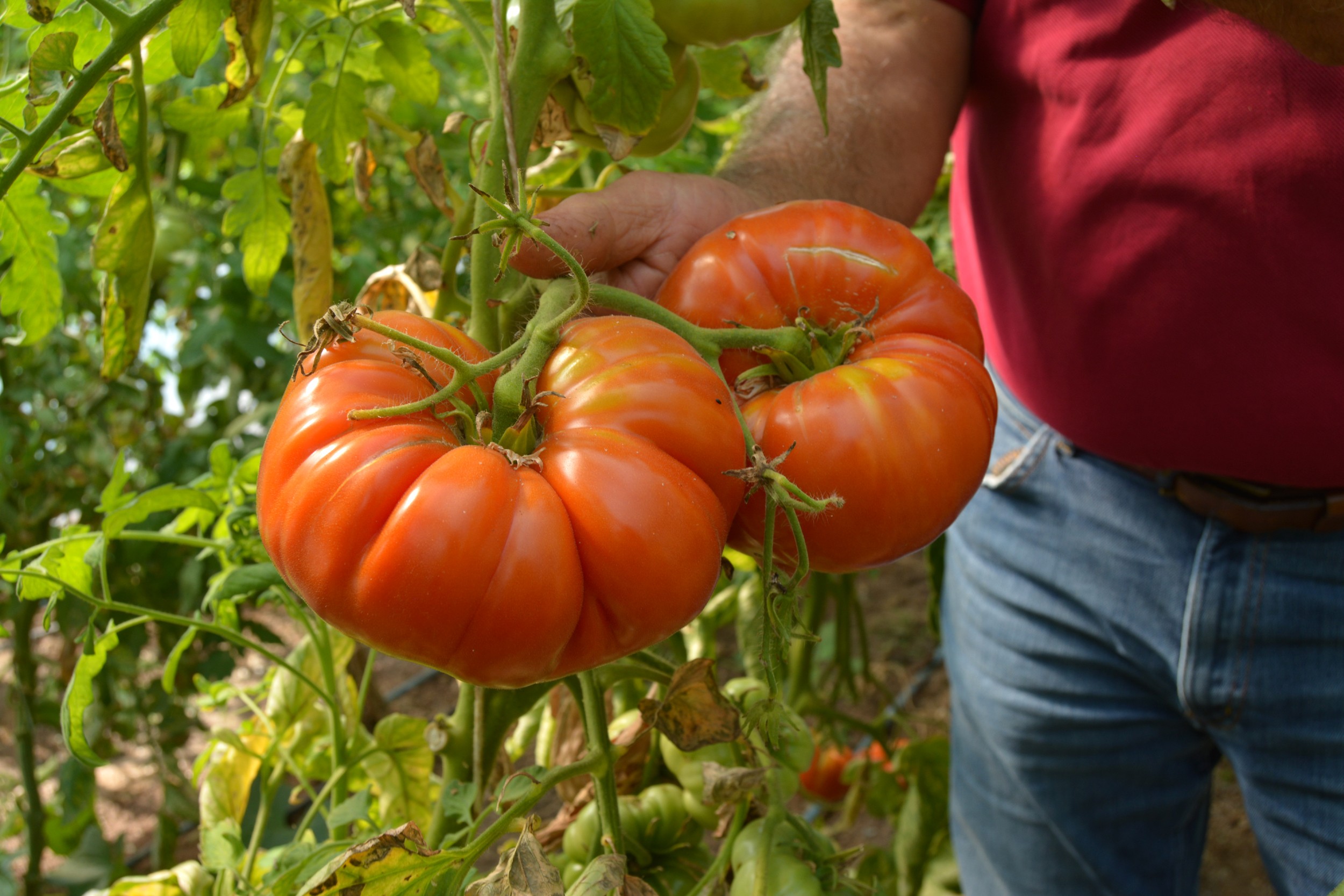 Tanesi ortalama 1 kilo geliyor, bu domatesler ağırlıklarıyla dikkat çekiyor