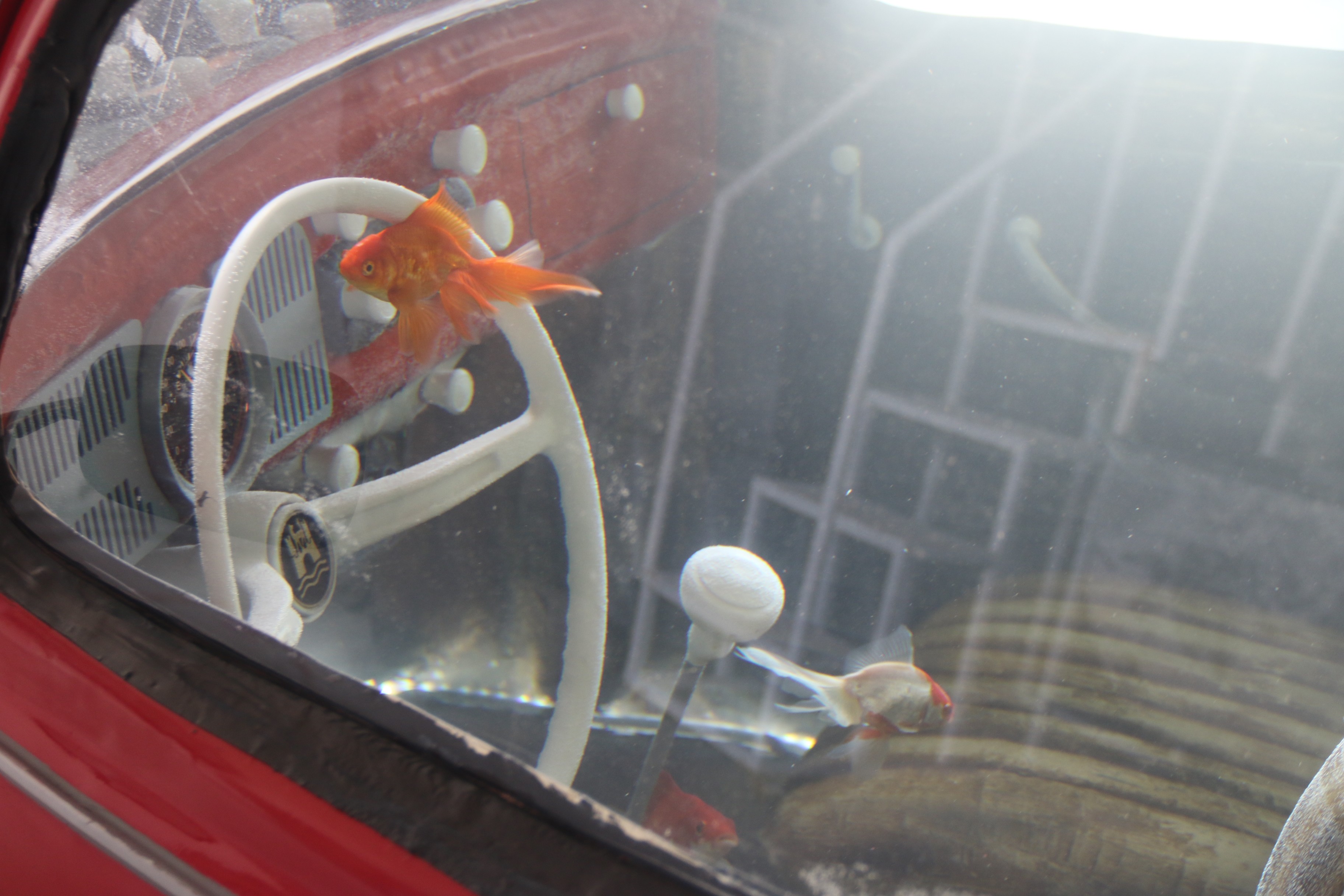 Bu akvaryum Türkiye'de tek