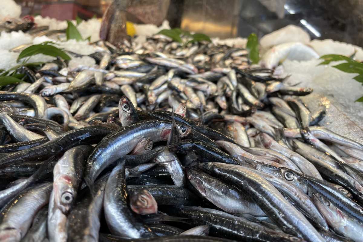 Hamsi yüzleri güldürdü palamut ise hayal kırıklığı yaşattı