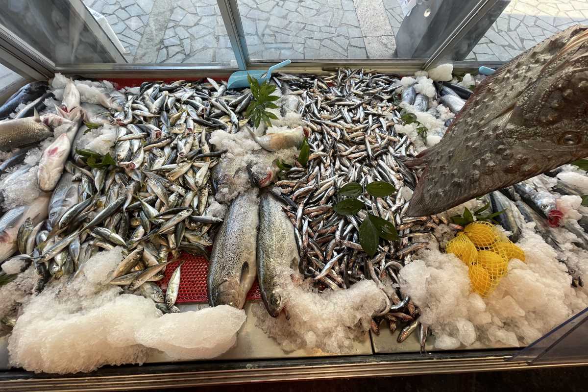 Hamsi yüzleri güldürdü palamut ise hayal kırıklığı yaşattı