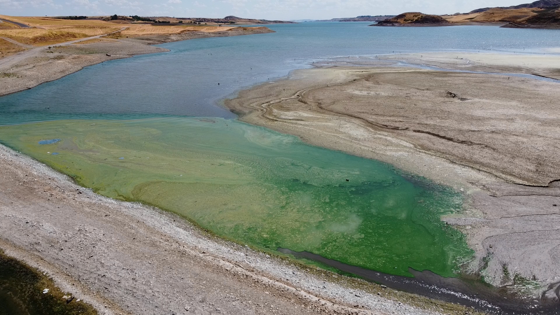Atatürk Barajı yeşile büründü