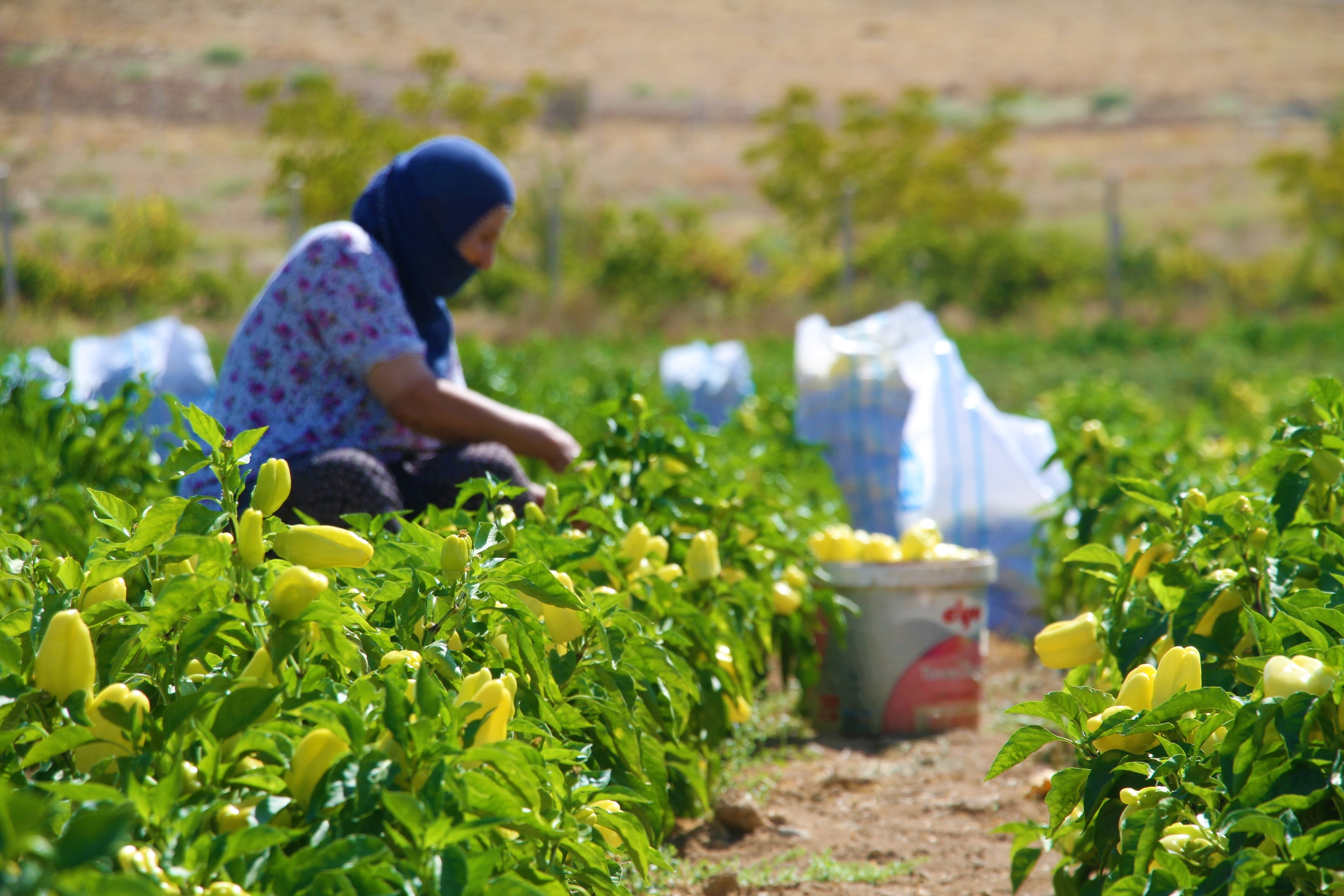 Marketlerdeki fahiş fiyata kızdı, tarlasını vatandaşlara açtı