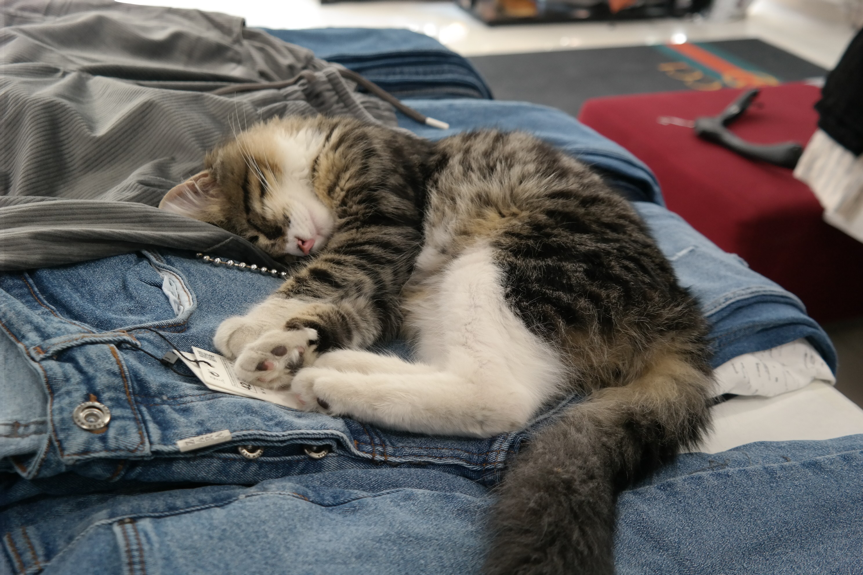 Kimsenin istemediği tek gözü kör kedi bir mağazanın gözbebeği oldu