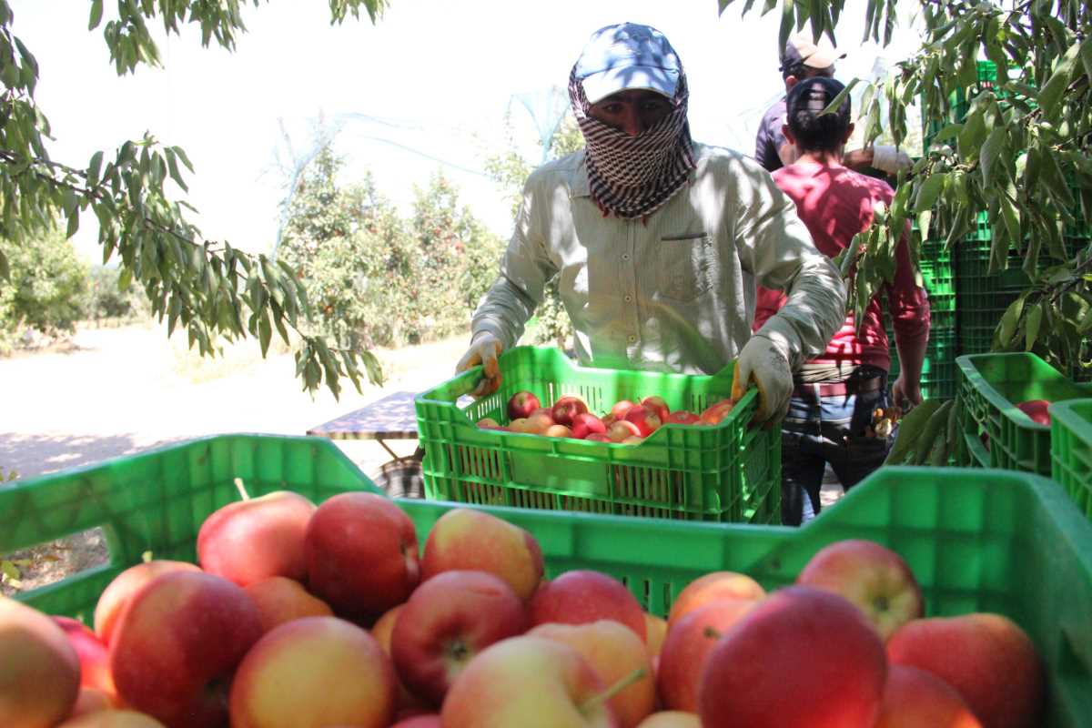 Karaman’da günlük 13 bin kişi elma toplamaya gidiyor
