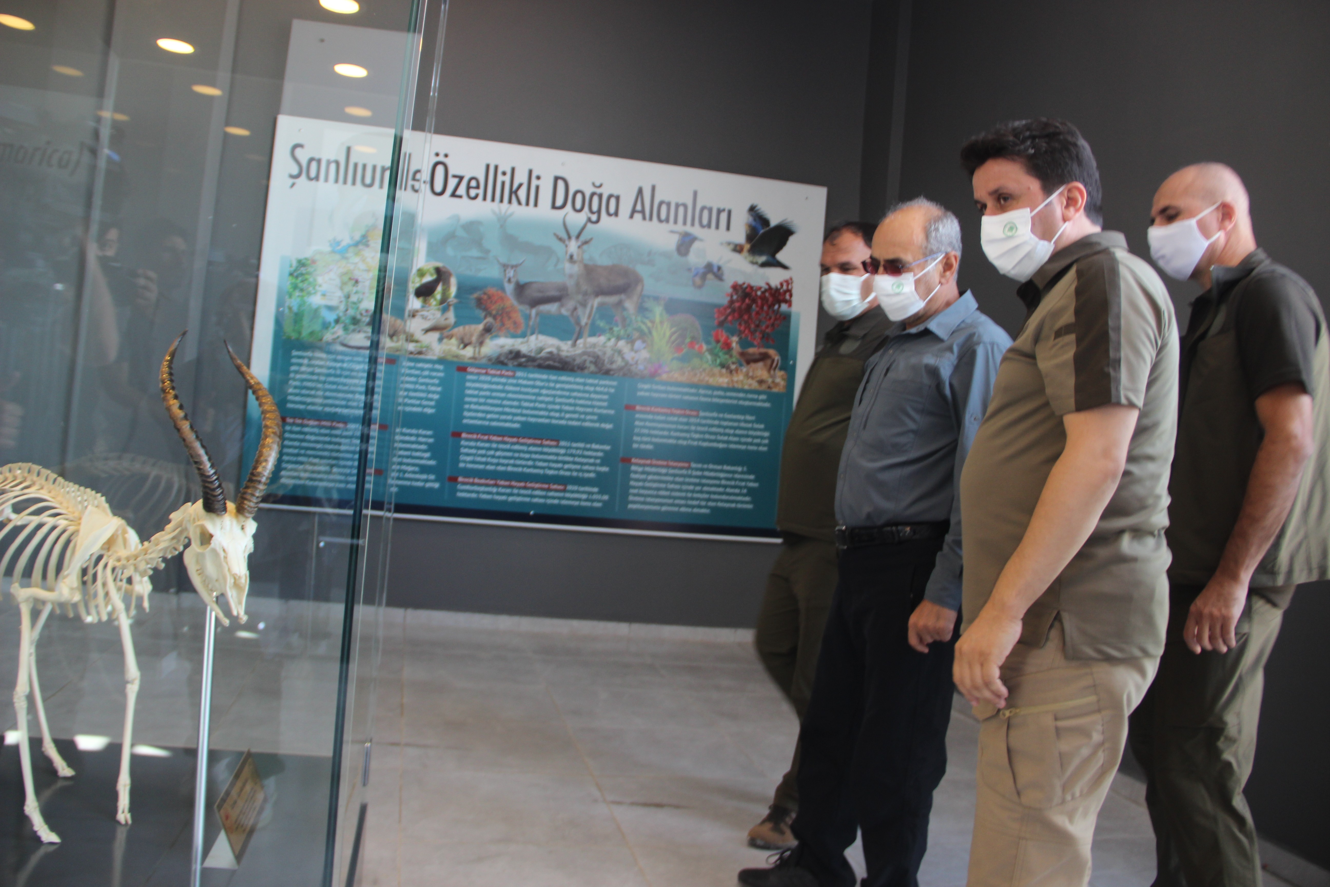 Urfa dağlarındaki ceylanlar havadan görüntülendi