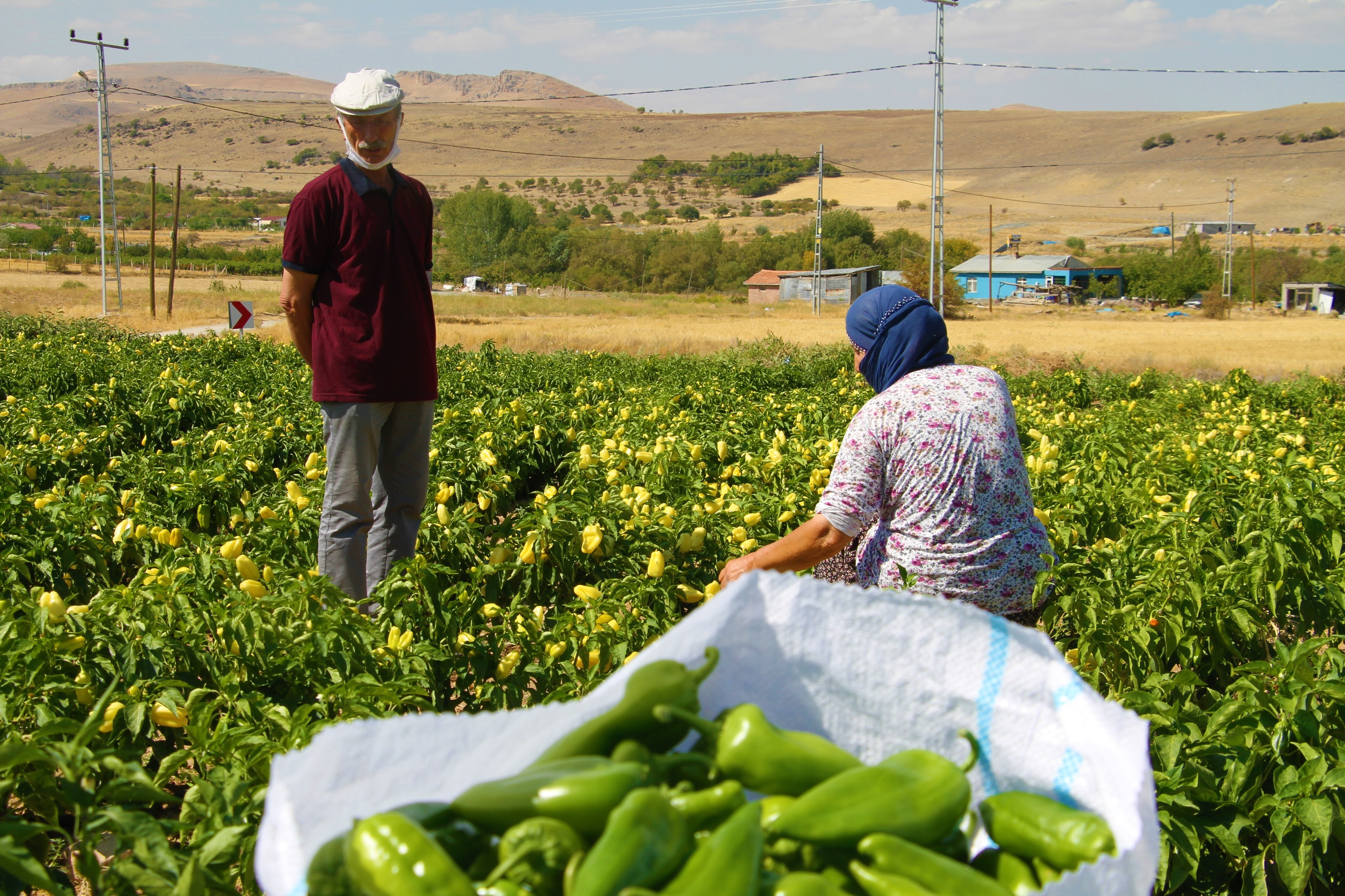 Marketlerdeki fahiş fiyata kızdı, tarlasını vatandaşlara açtı