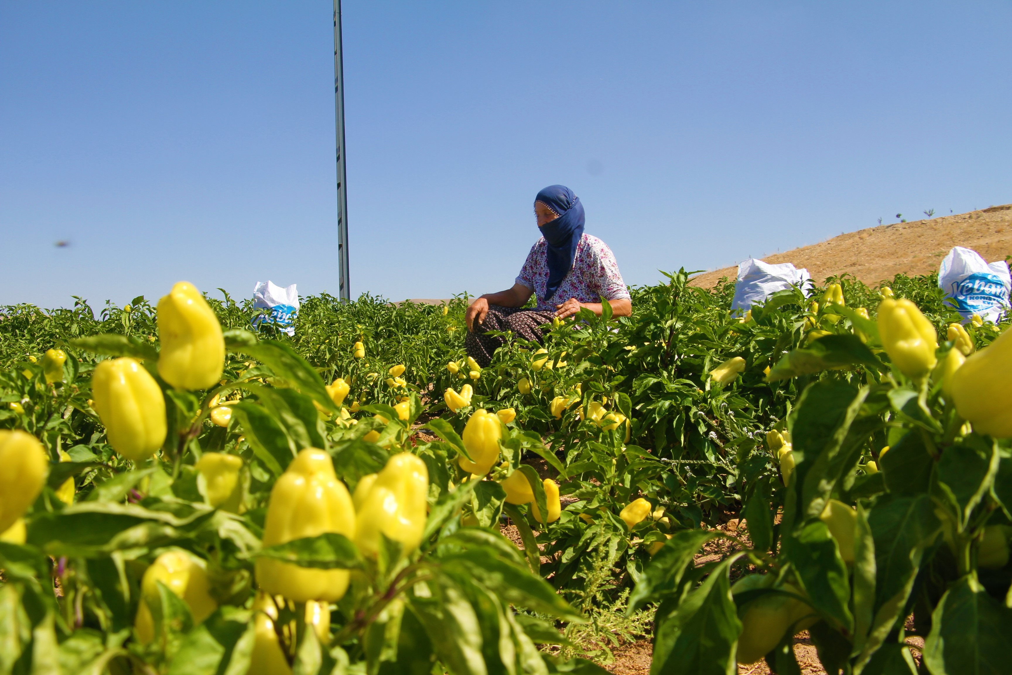 Marketlerdeki fahiş fiyata kızdı, tarlasını vatandaşlara açtı