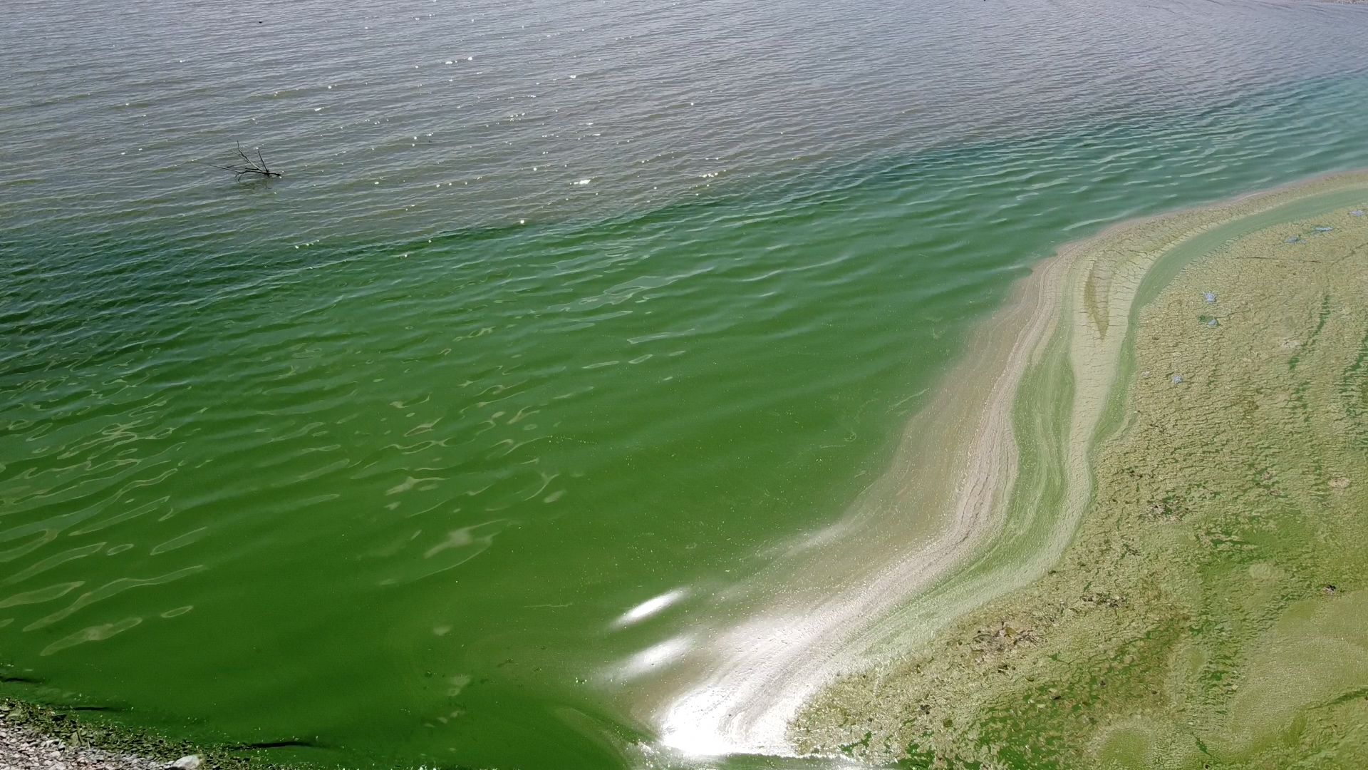 Atatürk Barajı yeşile büründü