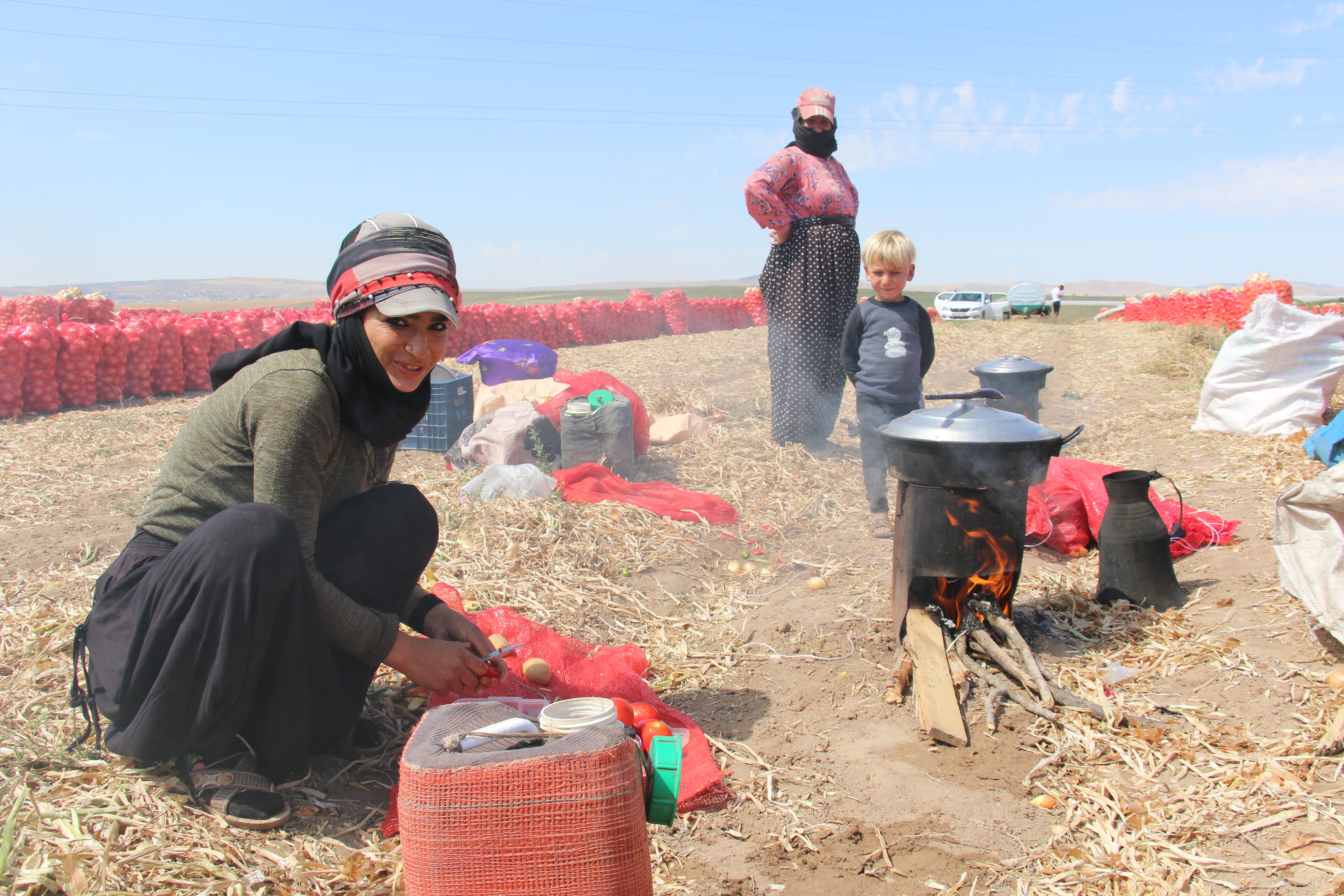 Başkent’te soğan hasadı başladı, tarlalar kırmızıya büründü